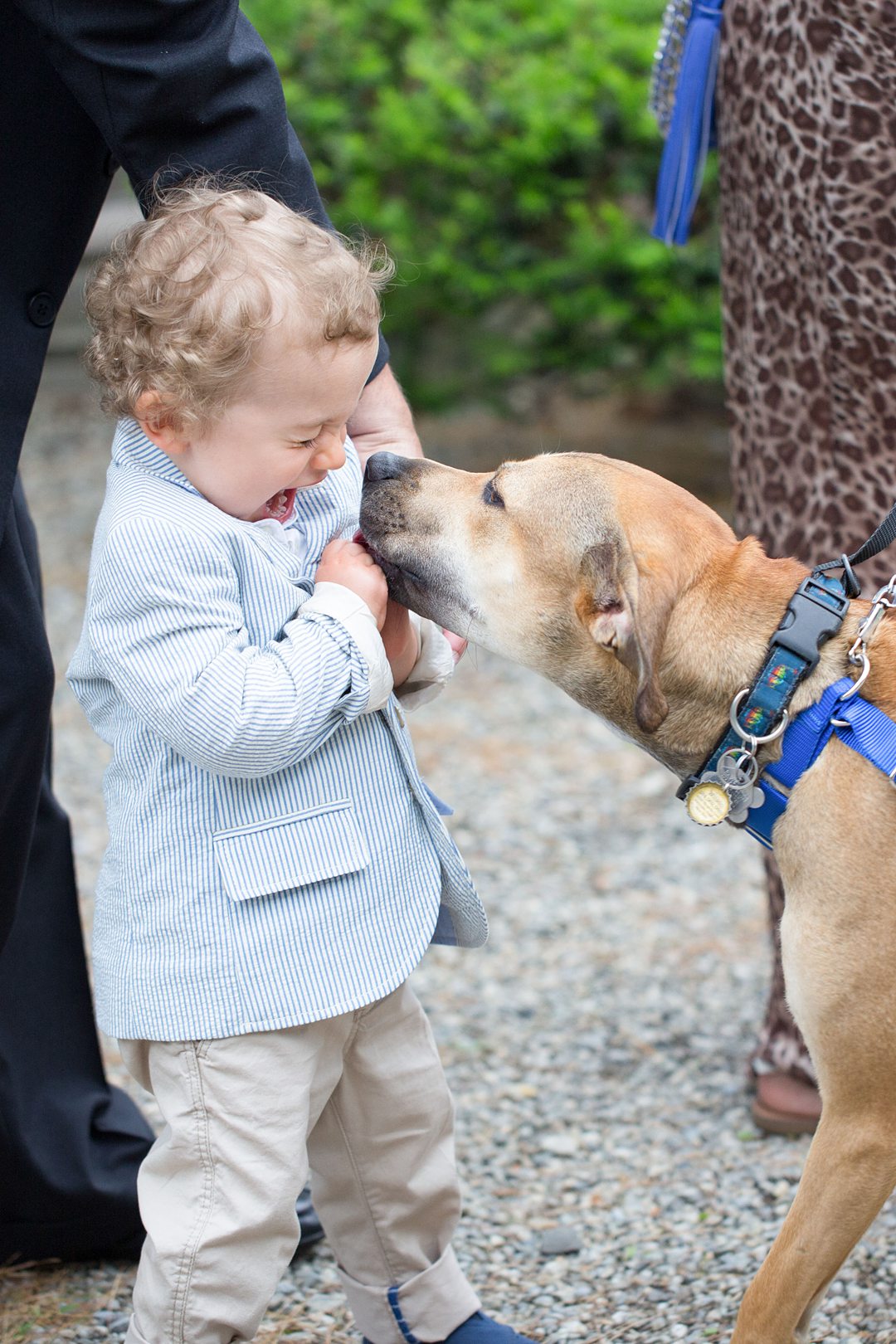 A photo by Mikkel Paige Photography of the ring bearer and the bride and groom's dog at their sleepaway camp wedding at Club Getaway near NYC.