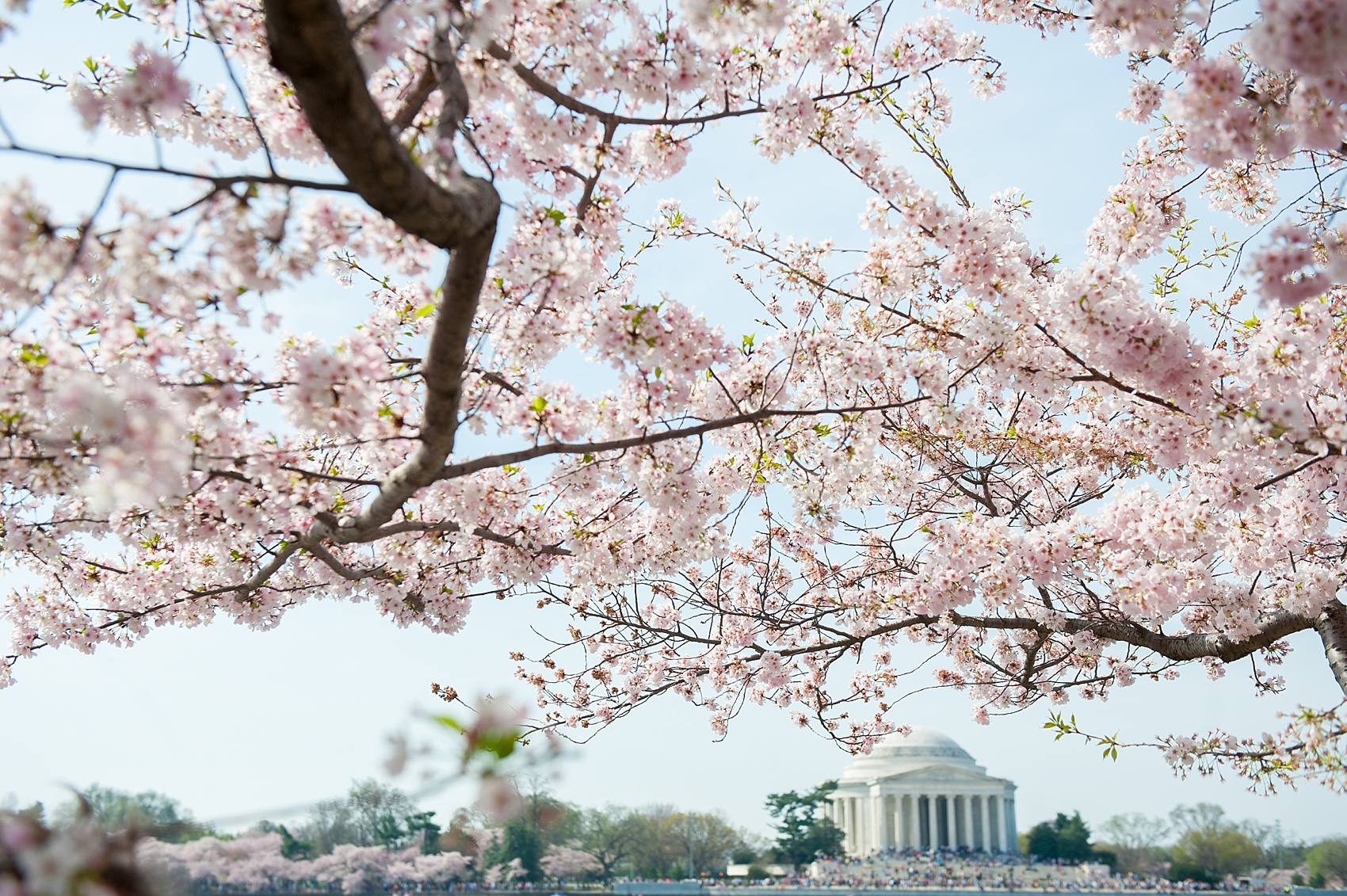 Cherry Blossom Festival in Washington, DC. Photos by destination wedding photographer, Mikkel Paige Photography.