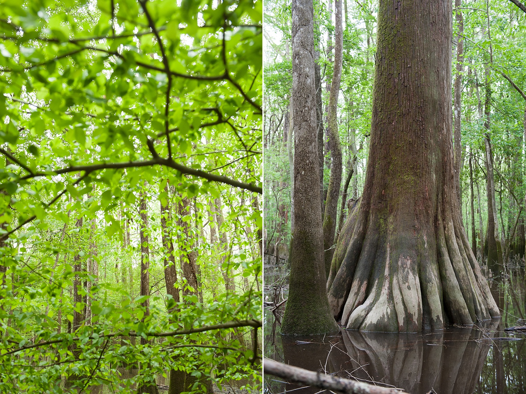 Travel: Congaree National Park  Raleigh and NYC Wedding 