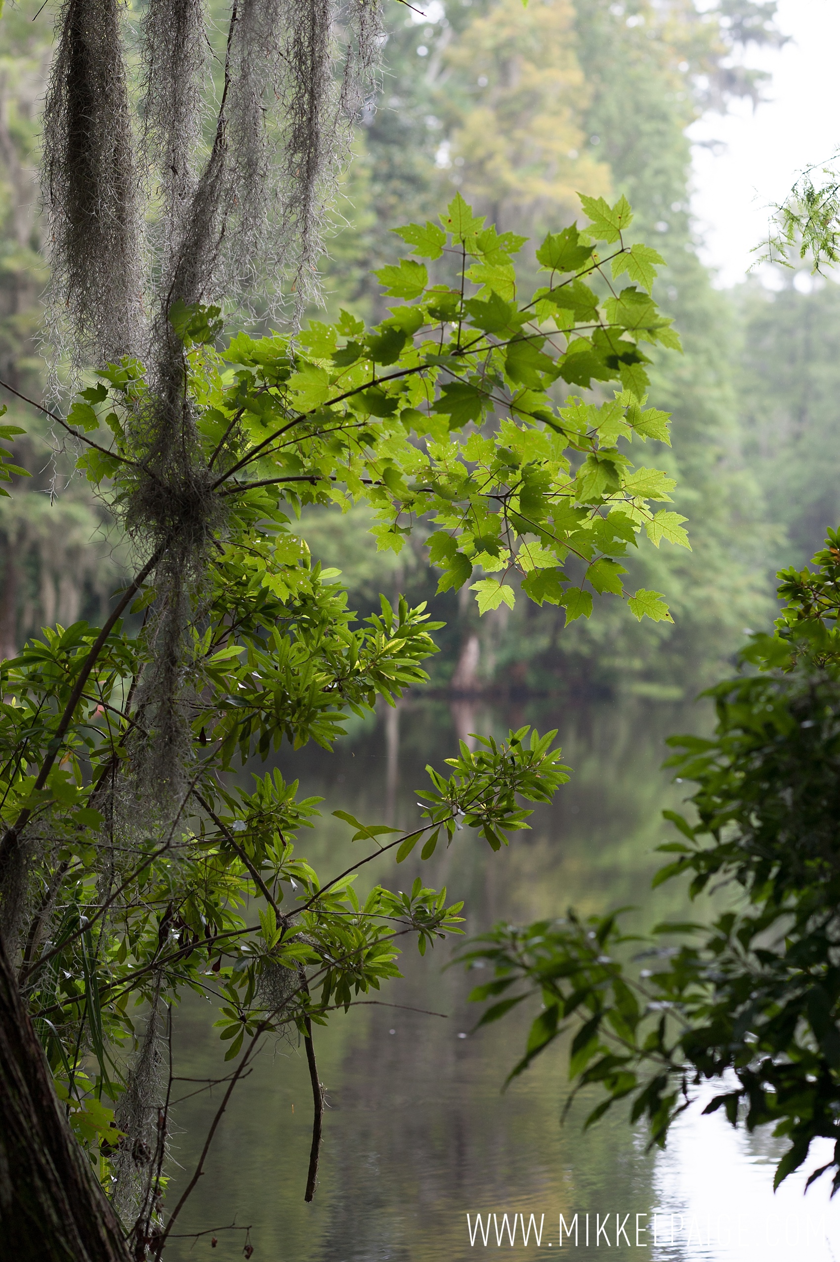 Magnolia Plantation, Charleston, SC. Images by Mikkel Paige Photography.