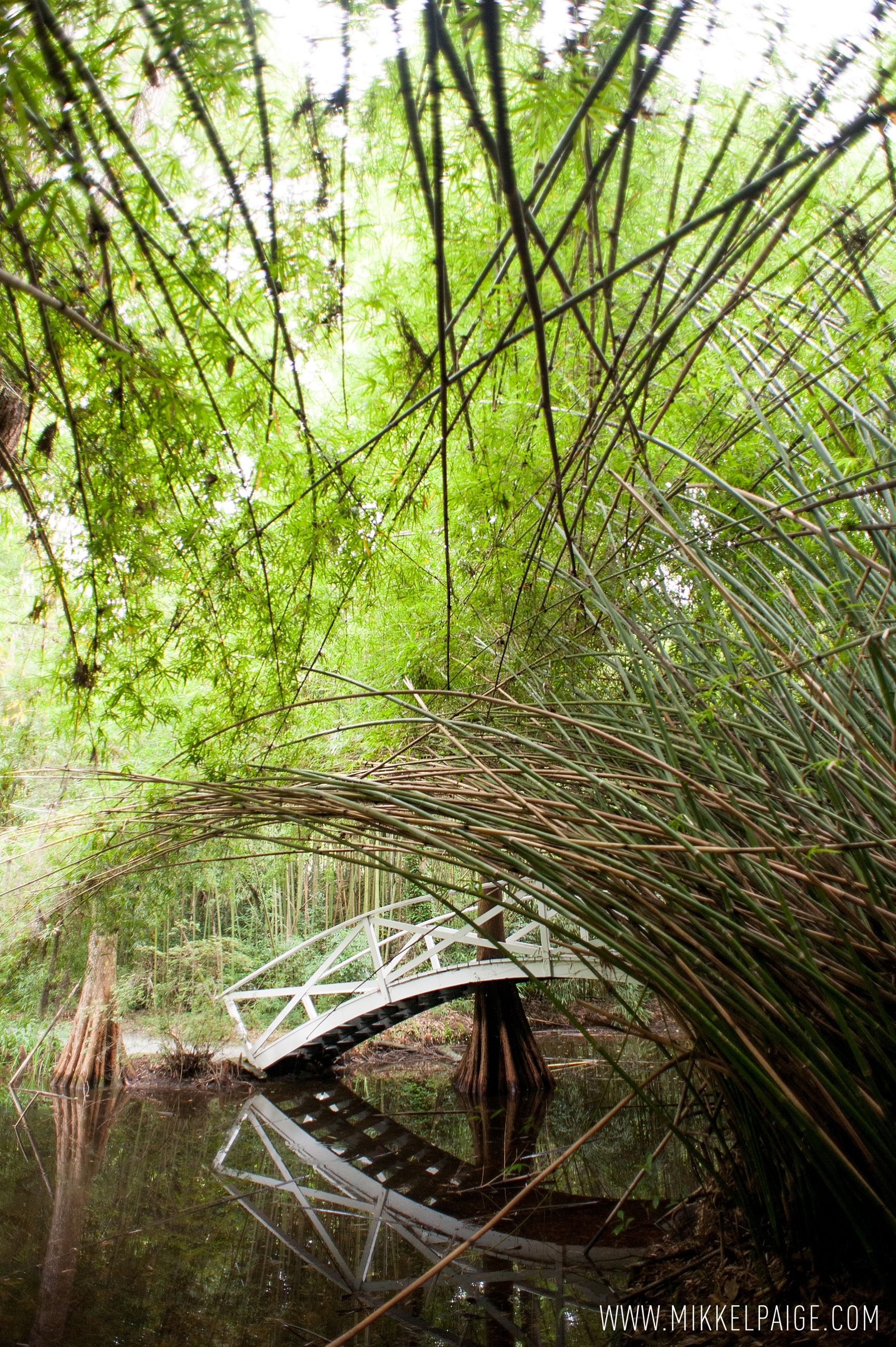 Bamboo garden in Magnolia Plantation in Charleston, South Carolina. Photos by Mikkel Paige Photography.