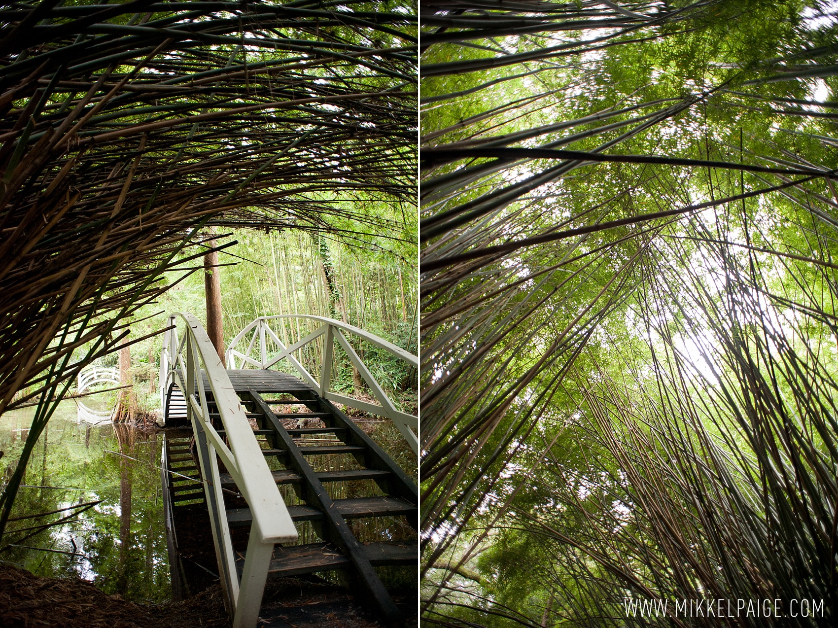 Bamboo garden in Magnolia Plantation in Charleston, South Carolina. Photos by Mikkel Paige Photography.