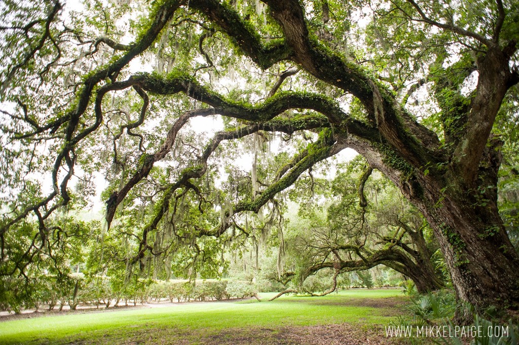 Majestic oak trees covered in Spanish moss at Magnolia Plantation in Charleston, South Carolina. Images by Mikkel Paige Photography.