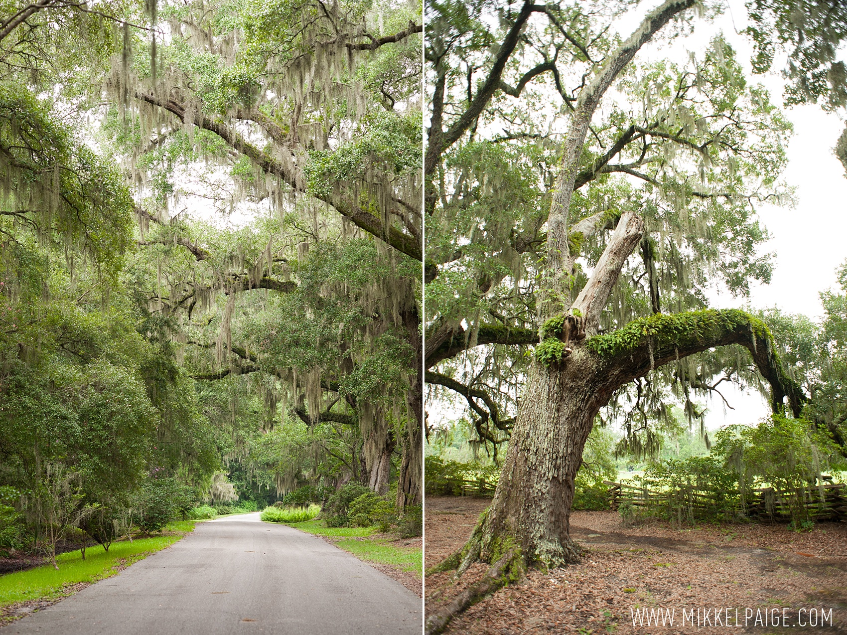 Majestic oak trees covered in Spanish moss at Magnolia Plantation in Charleston, South Carolina. Images by Mikkel Paige Photography.