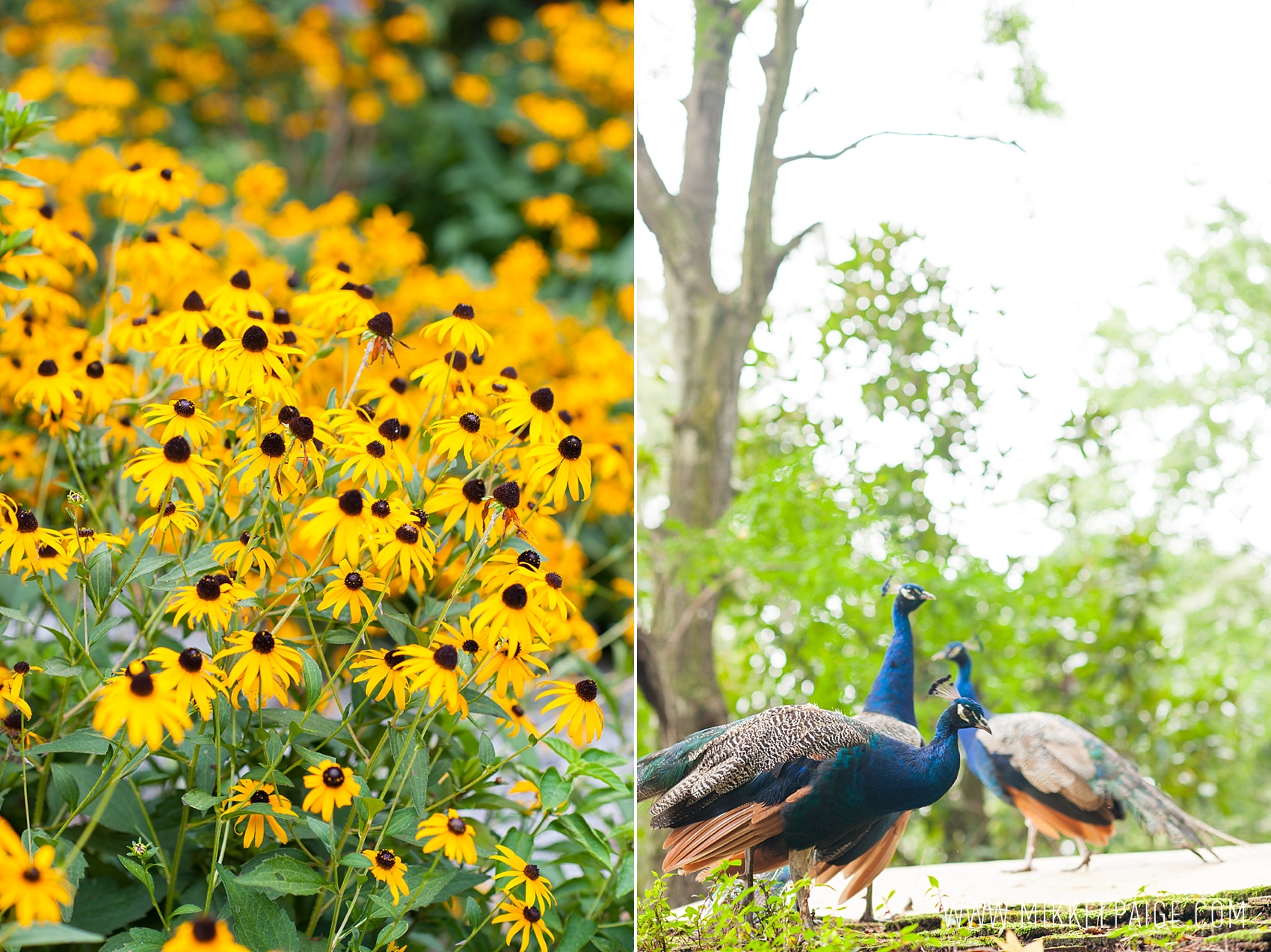 Peacocks and Black-Eyed Susan yellow flowers at Magnolia Plantation in Charleston, South Carolina. Images by Mikkel Paige Photography.