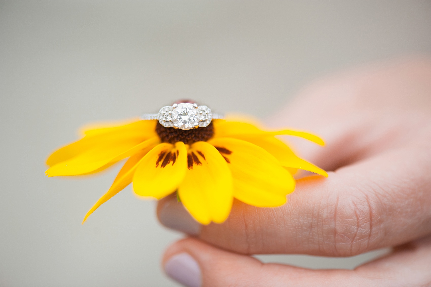 Engagement ring photo on a Black-Eyed Susan daisy at Sagamore Hill, Long Island New York engagement photos. By Long Island wedding photographer, Mikkel Paige Photography. 