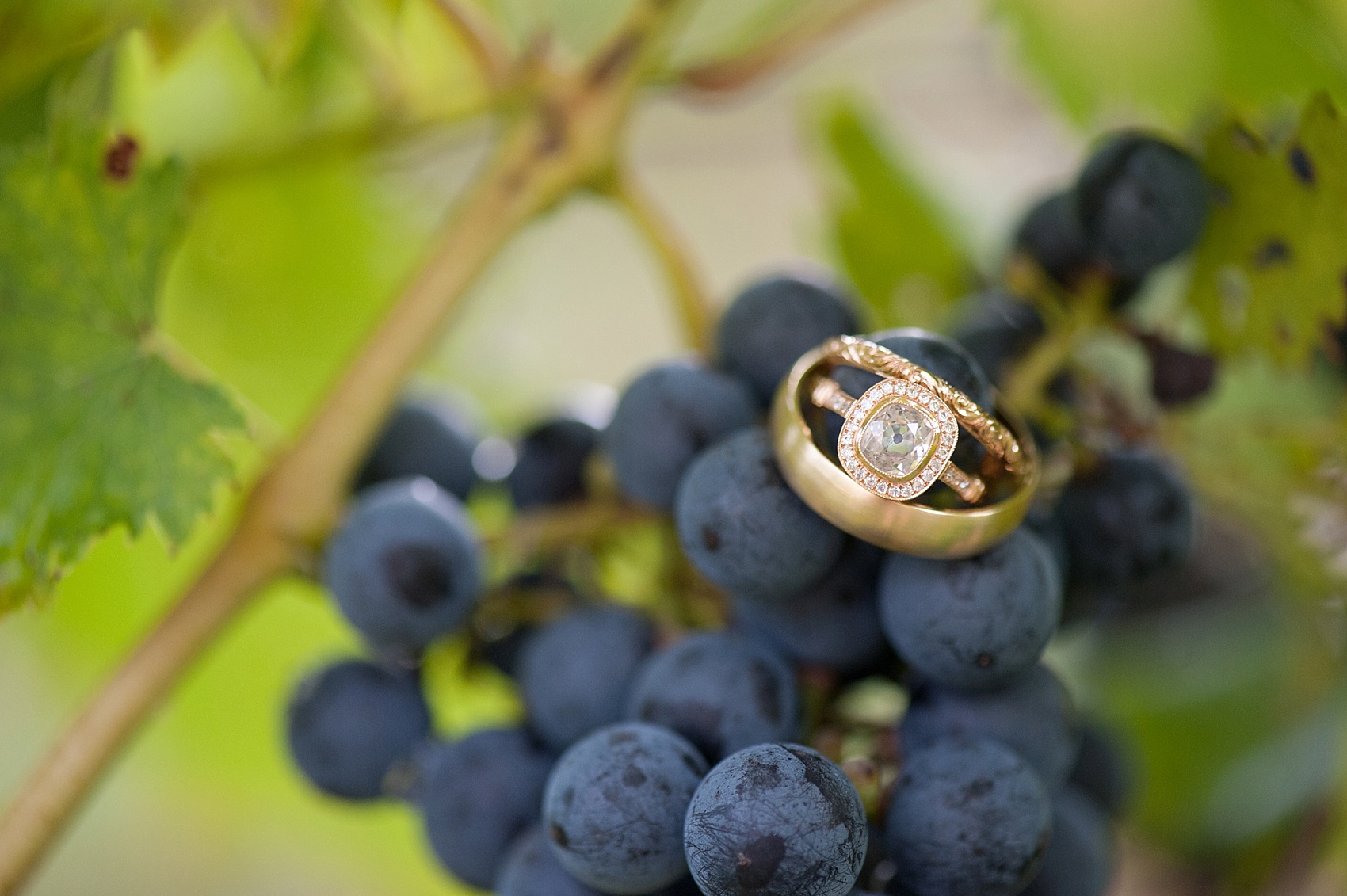 Grape vine ring photo for a summer vineyard wedding at Hopewell Valley Vineyards. Photos by New Jersey wedding photographer, Mikkel Paige Photography.