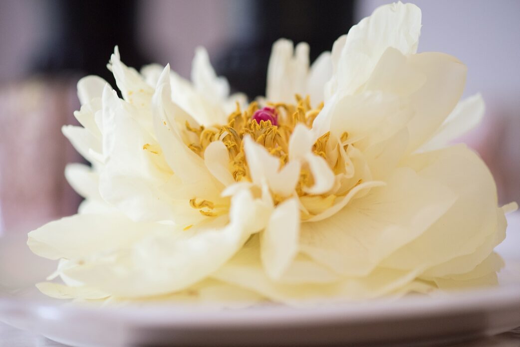 Peonies table with yellow, coral and deep pink blooms photographed by Raleigh Wedding Photographer, Mikkel Paige.