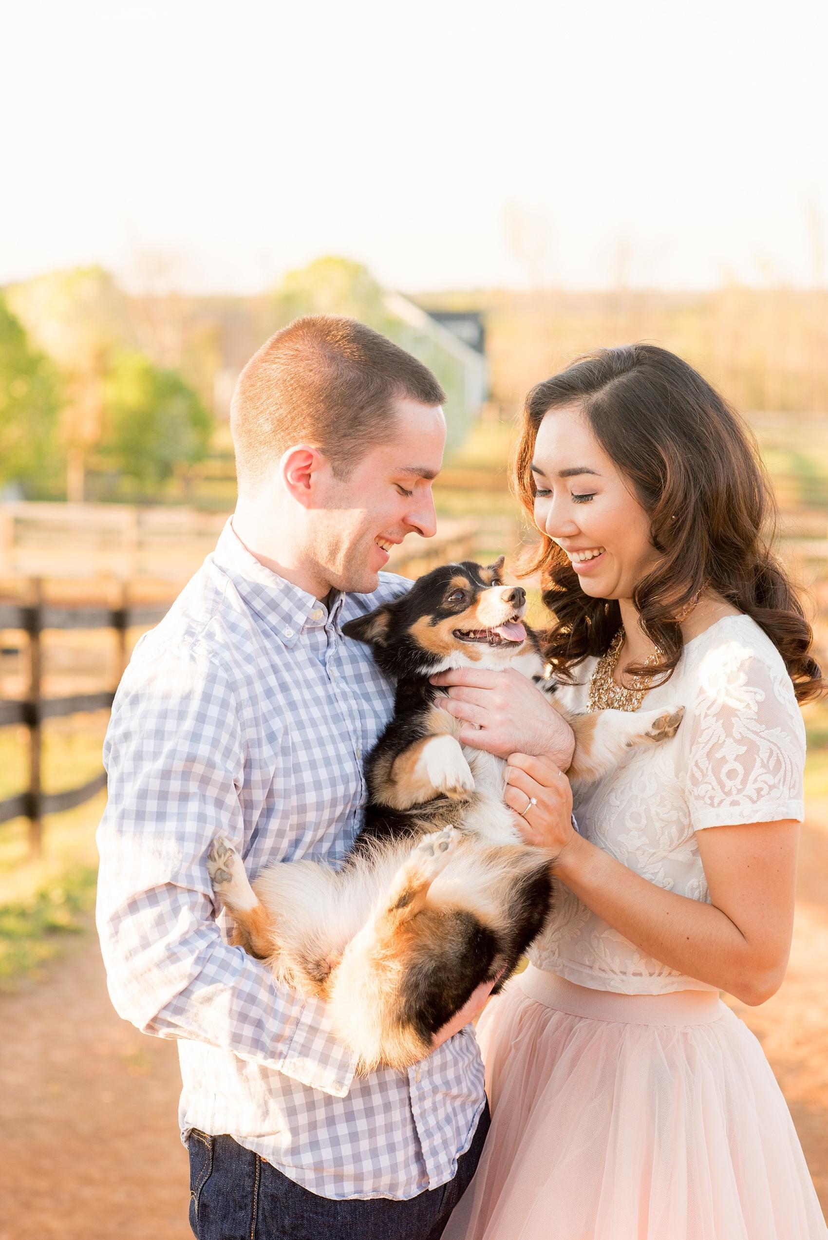 Raleigh farm engagement photos with Corgi dog. Images by Mikkel Paige Photography.