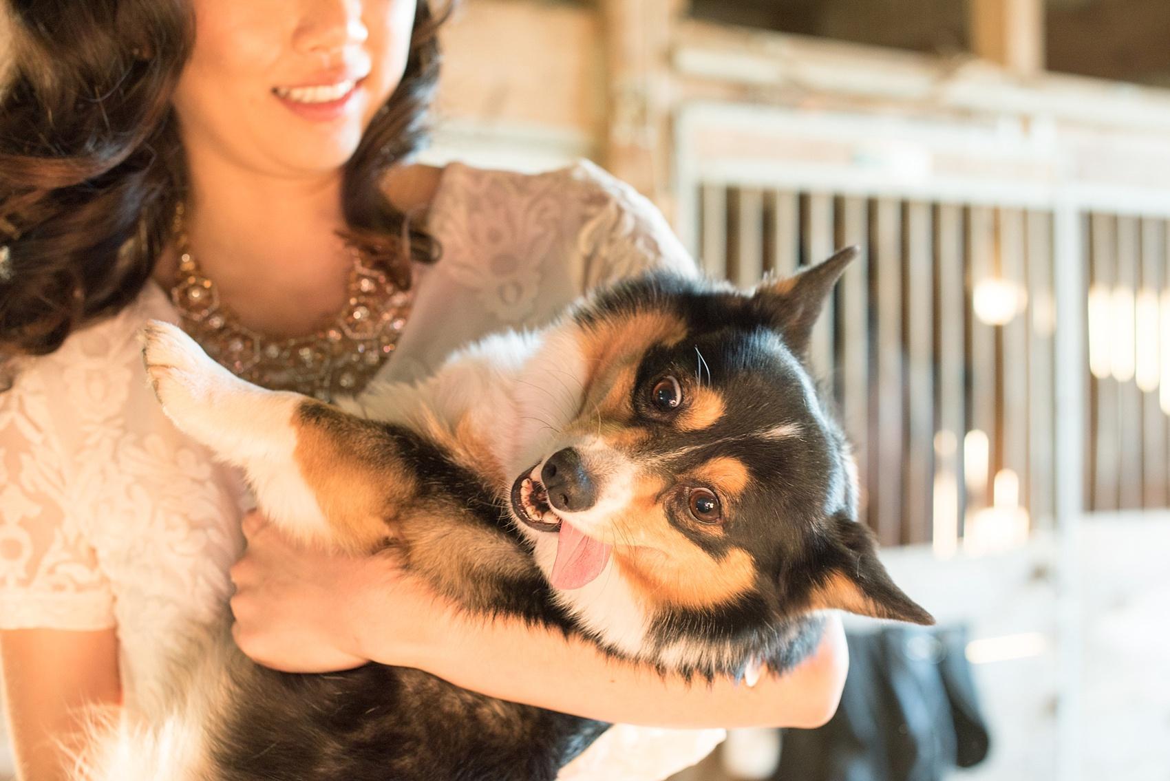 Raleigh farm engagement photos during the golden hour with their Corgi dog. Images by Mikkel Paige Photography. 