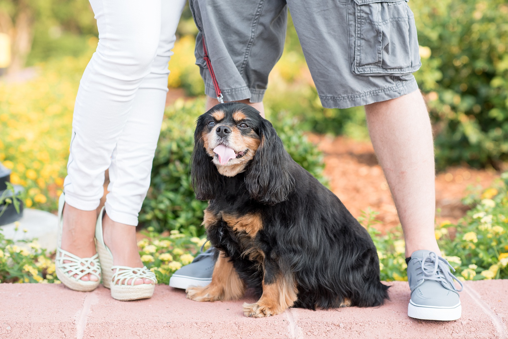 Mikkel Paige Photography tips for bringing your dog to your engagement photo session with an image of a Cocker Spaniel in Raleigh, NC.