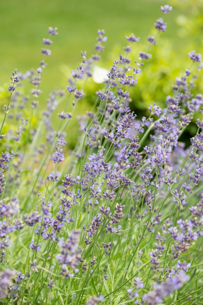 Mikkel Paige Photography photos of a wedding at Spring Hill Manor in Maryland. Image of the lavender on the property.