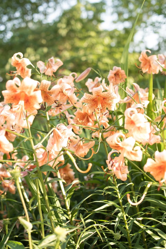 Mikkel Paige Photography photos of a wedding at Spring Hill Manor in Maryland. Image of the outdoor cocktail hour garden peach easter lilies.