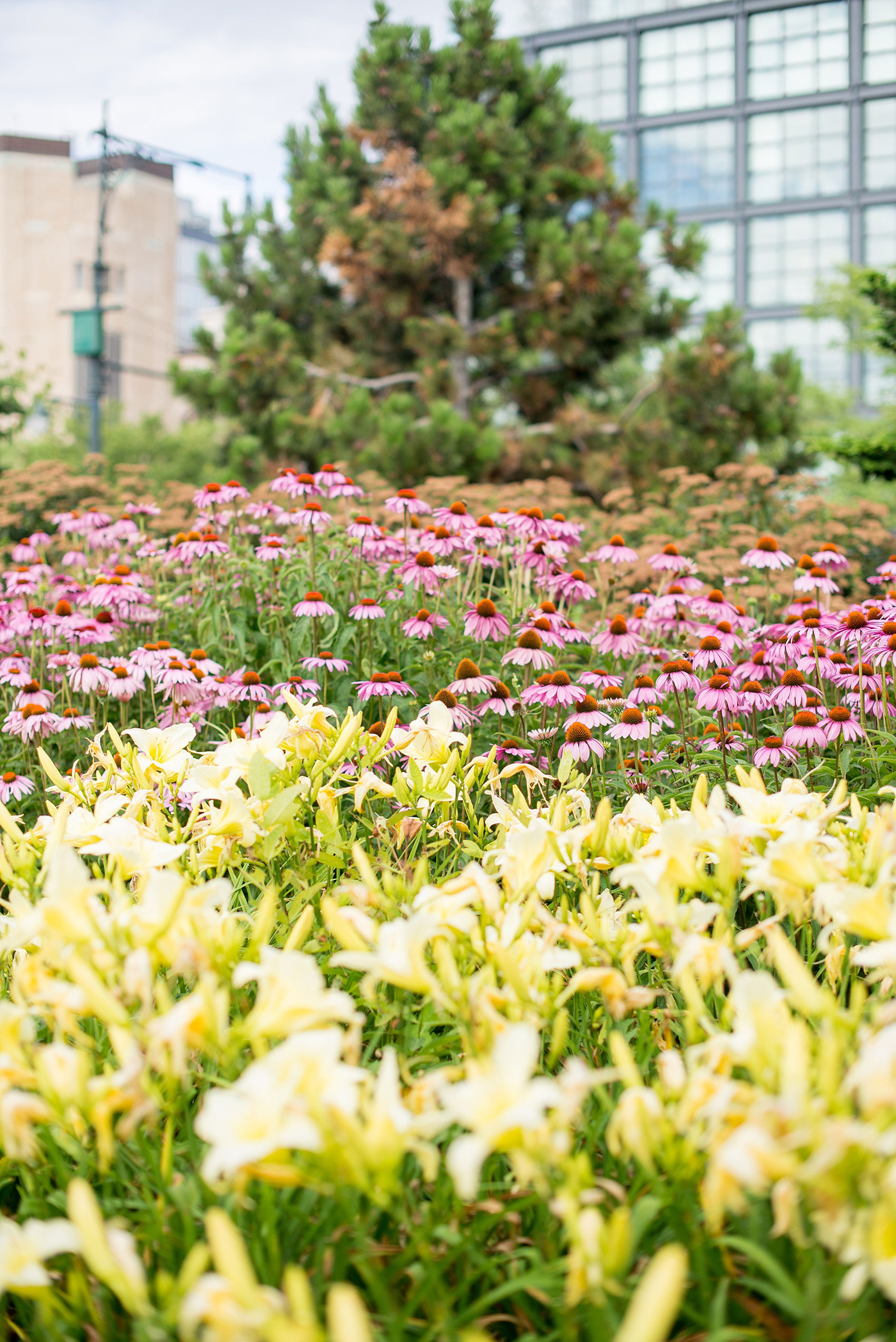 Mikkel Paige Photography photos of a NYC wedding at Tribeca Rooftop. An image of the flower on their day at Hudson River Park.