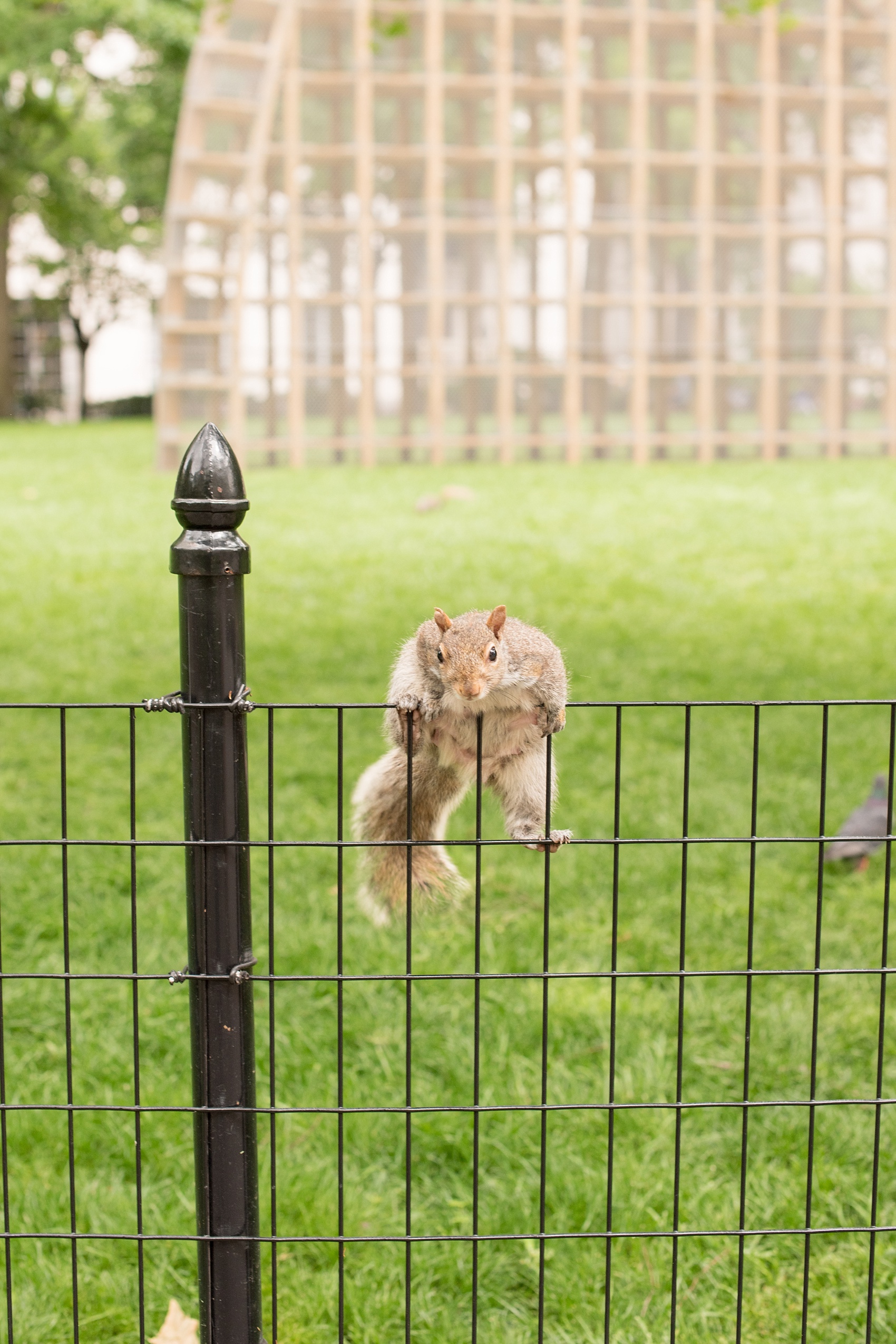 Mikkel Paige Photography photos of a Madison Square Park engagement session in NYC during spring.