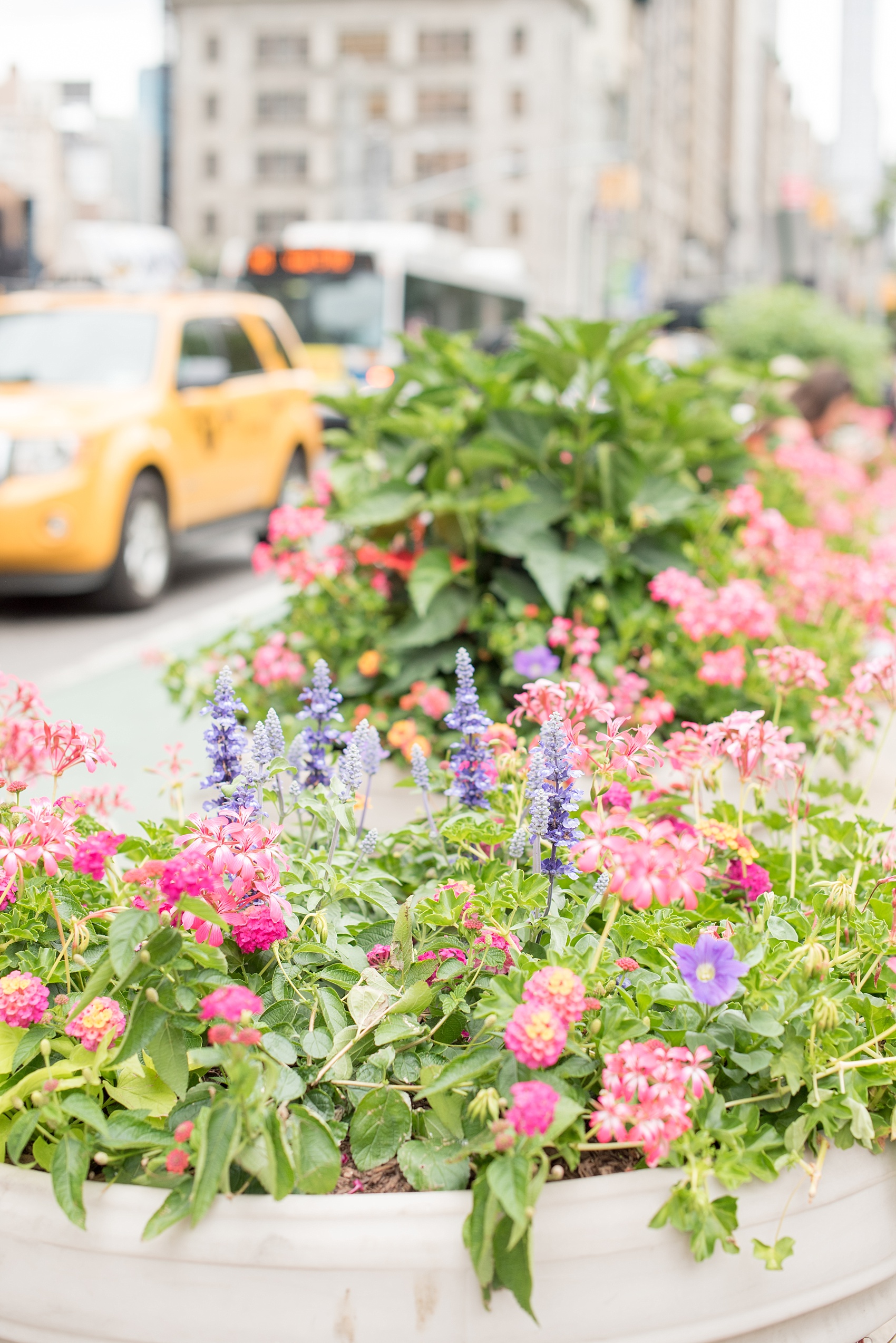 Mikkel Paige Photography photos of a Madison Square Park engagement session in NYC.