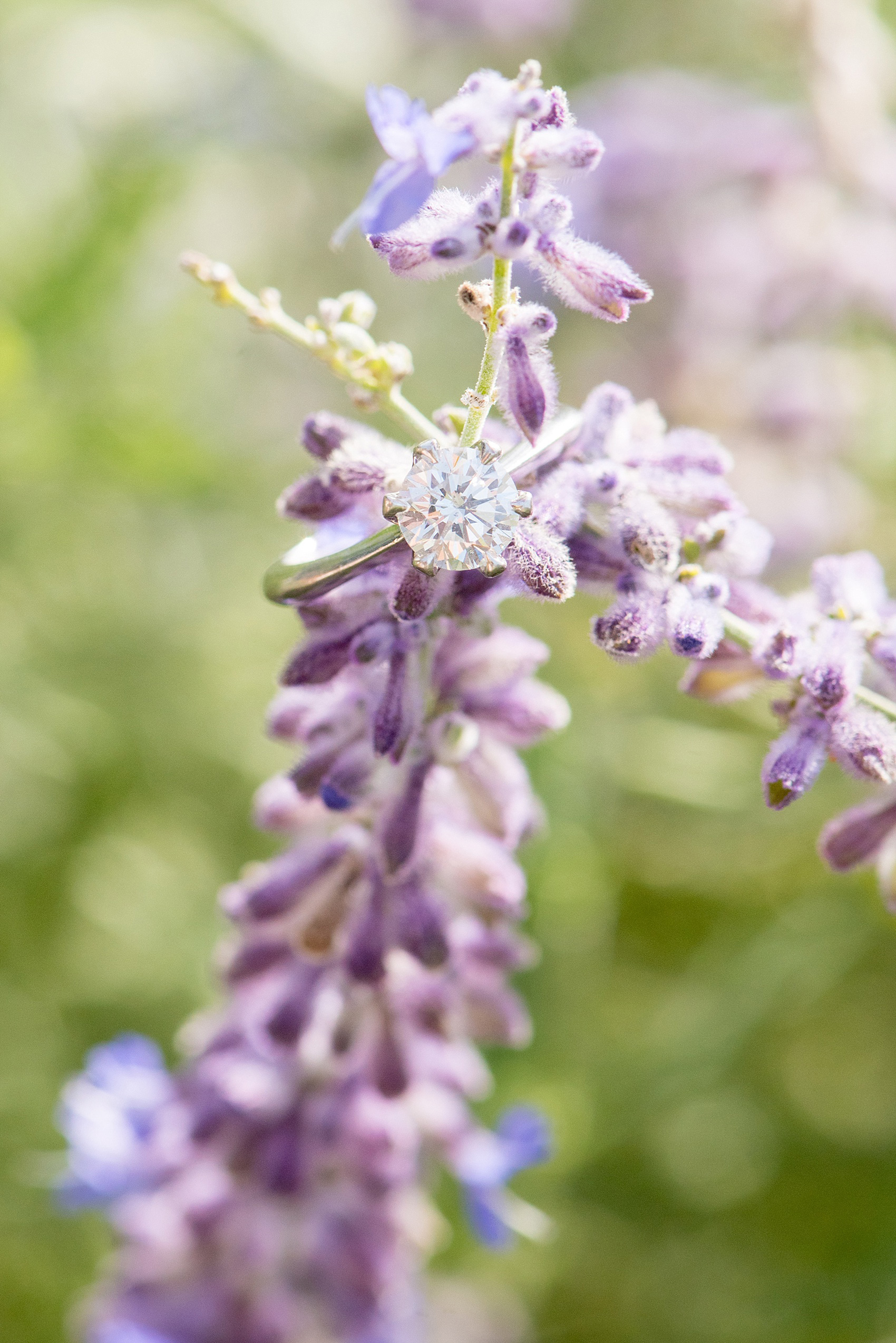 Mikkel Paige Photography photo of an Old Westbury Gardens engagement session on Long Island. Detail image of the round diamond white gold solitaire ring.