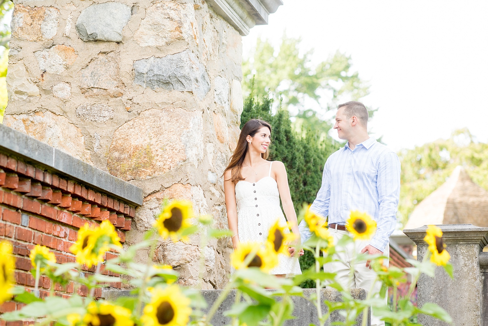 Mikkel Paige Photography photo of an Old Westbury Gardens engagement session with summer sunflowers on Long Island.