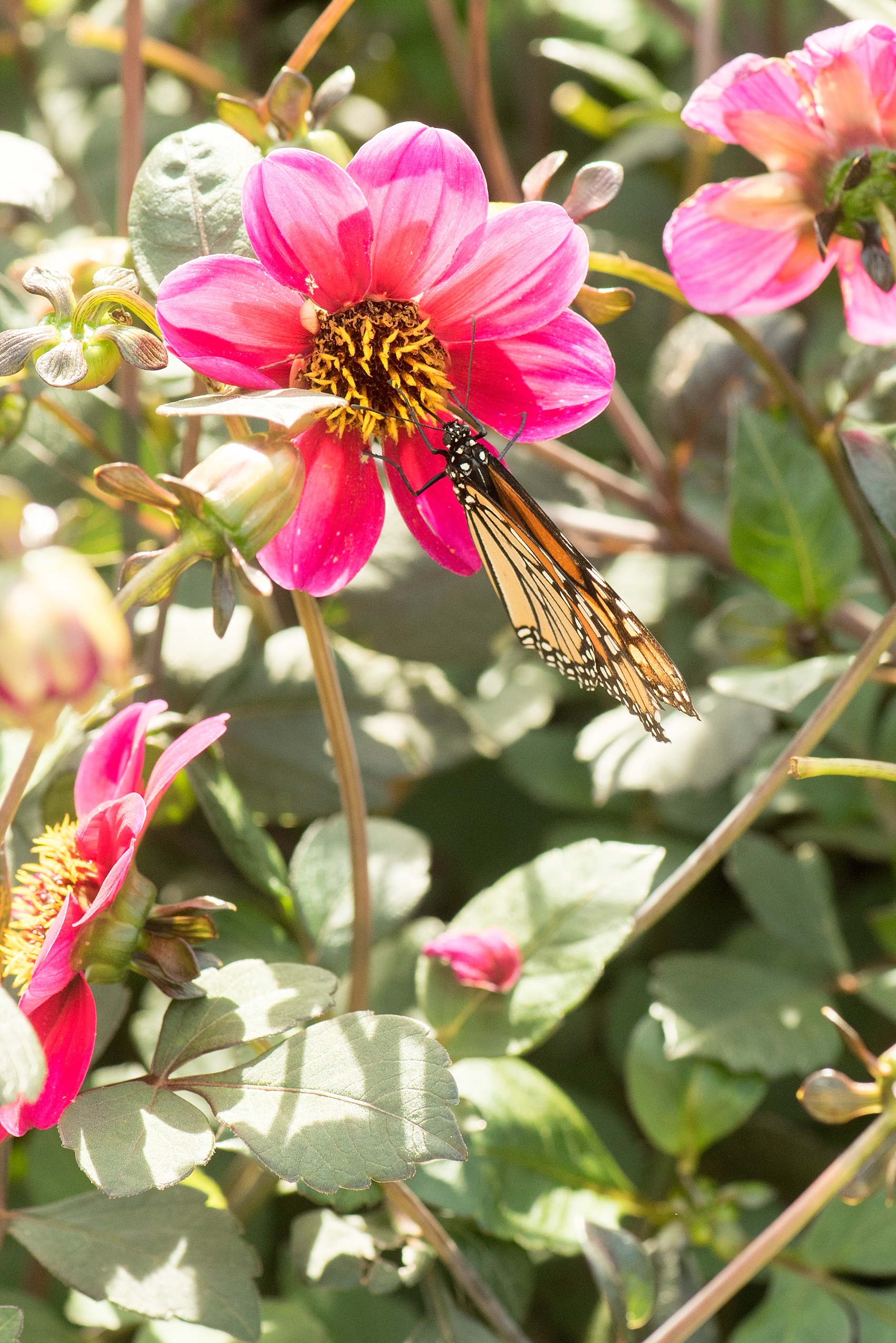 Mikkel Paige Photography photo of an Old Westbury Gardens engagement session and butterfly on Long Island.