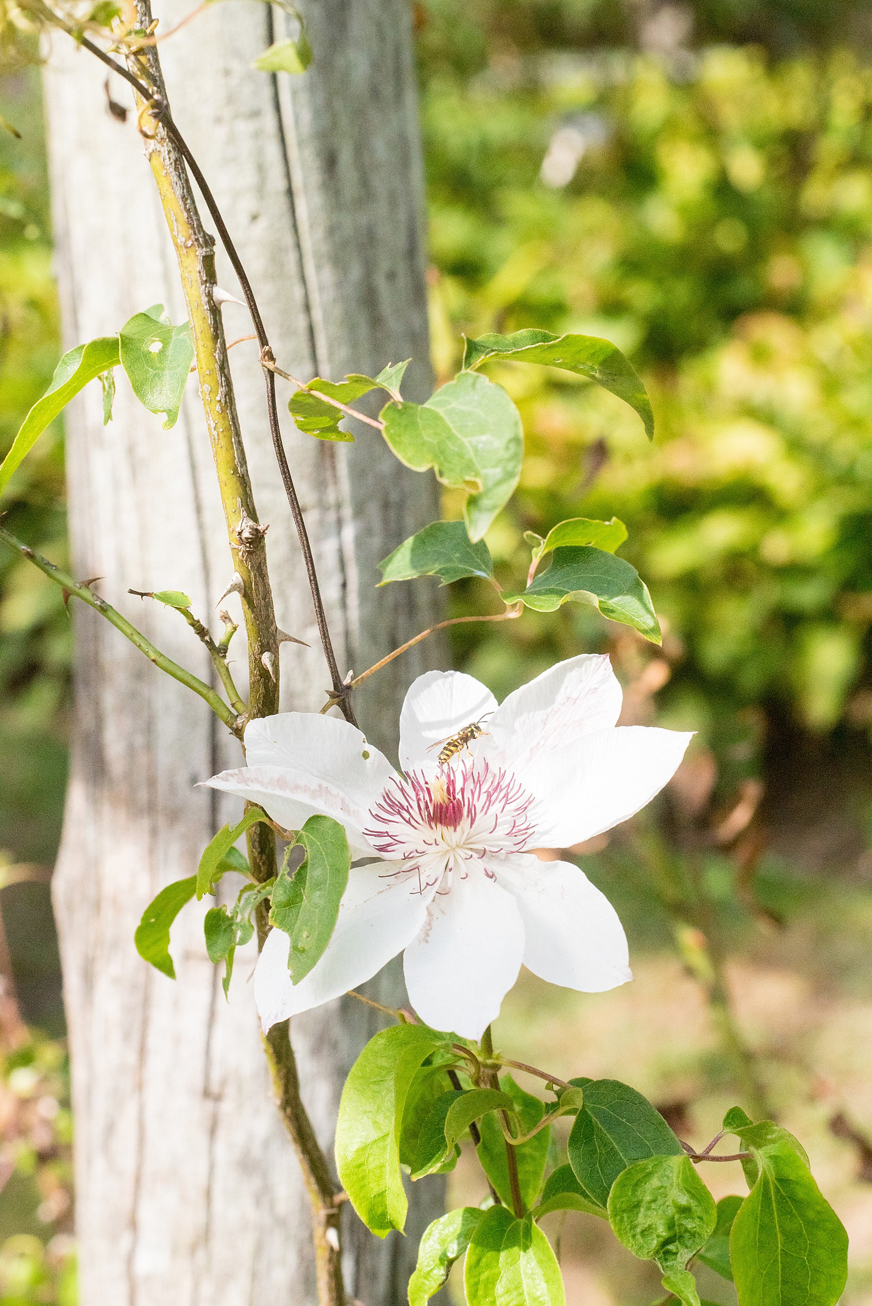 Mikkel Paige Photography photo of an Old Westbury Gardens engagement session on Long Island.