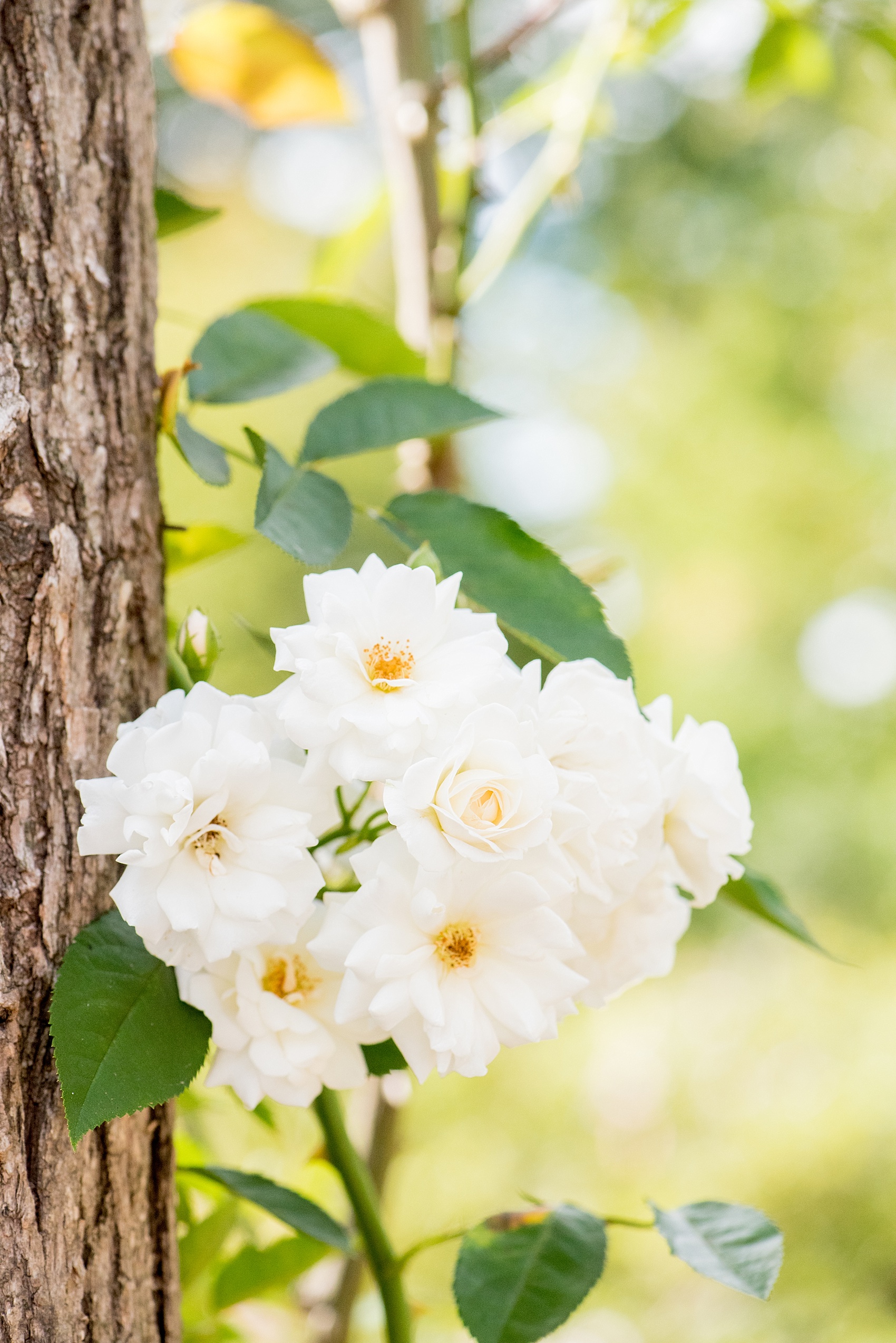 Mikkel Paige Photography photo of an Old Westbury Gardens engagement session on Long Island with white roses.