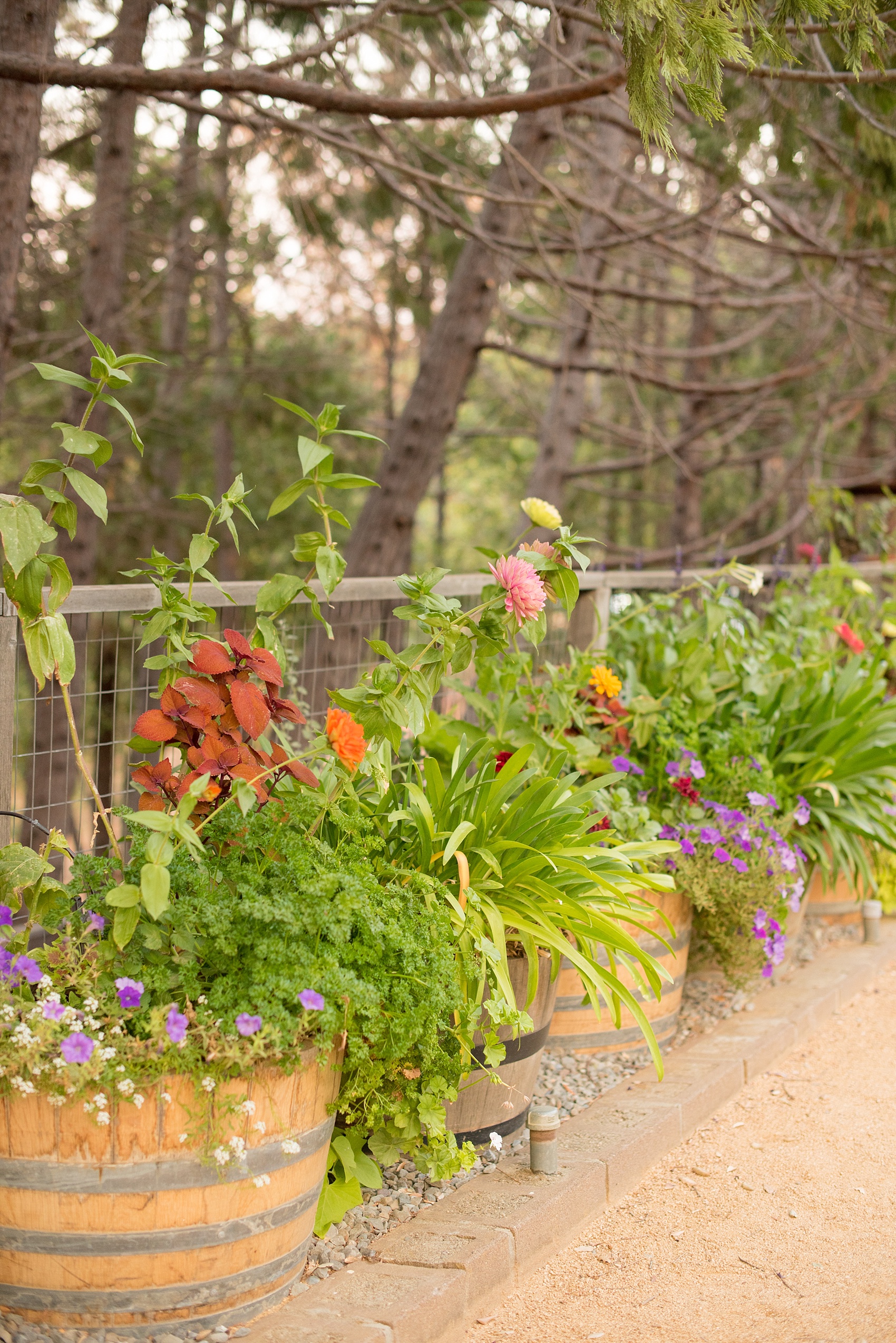 Mikkel Paige Photography photos of a wedding at Testarossa Winery in Los Gatos, California.