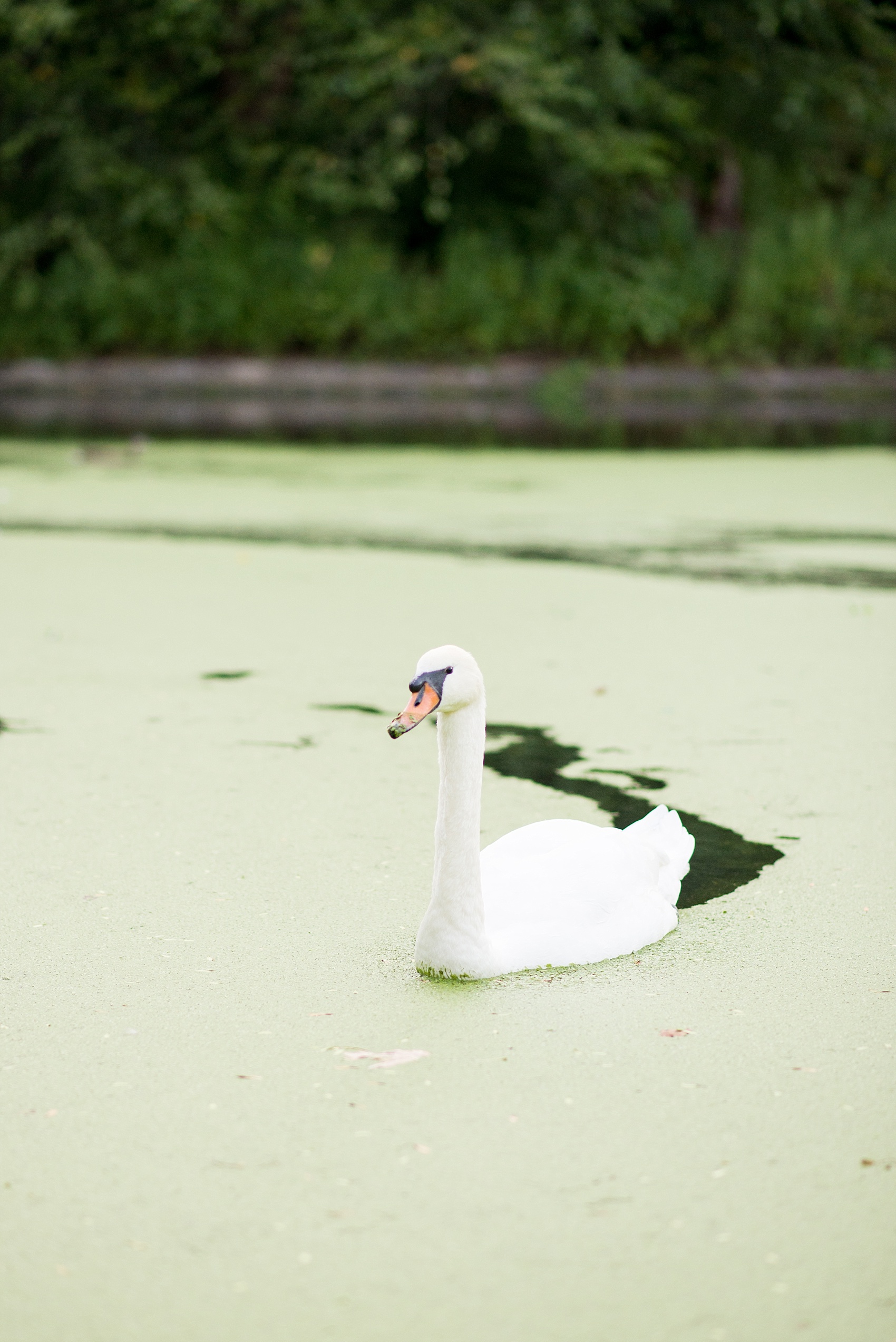 Mikkel Paige Photography photos of a wedding at Brooklyn's Prospect Park Boathouse.