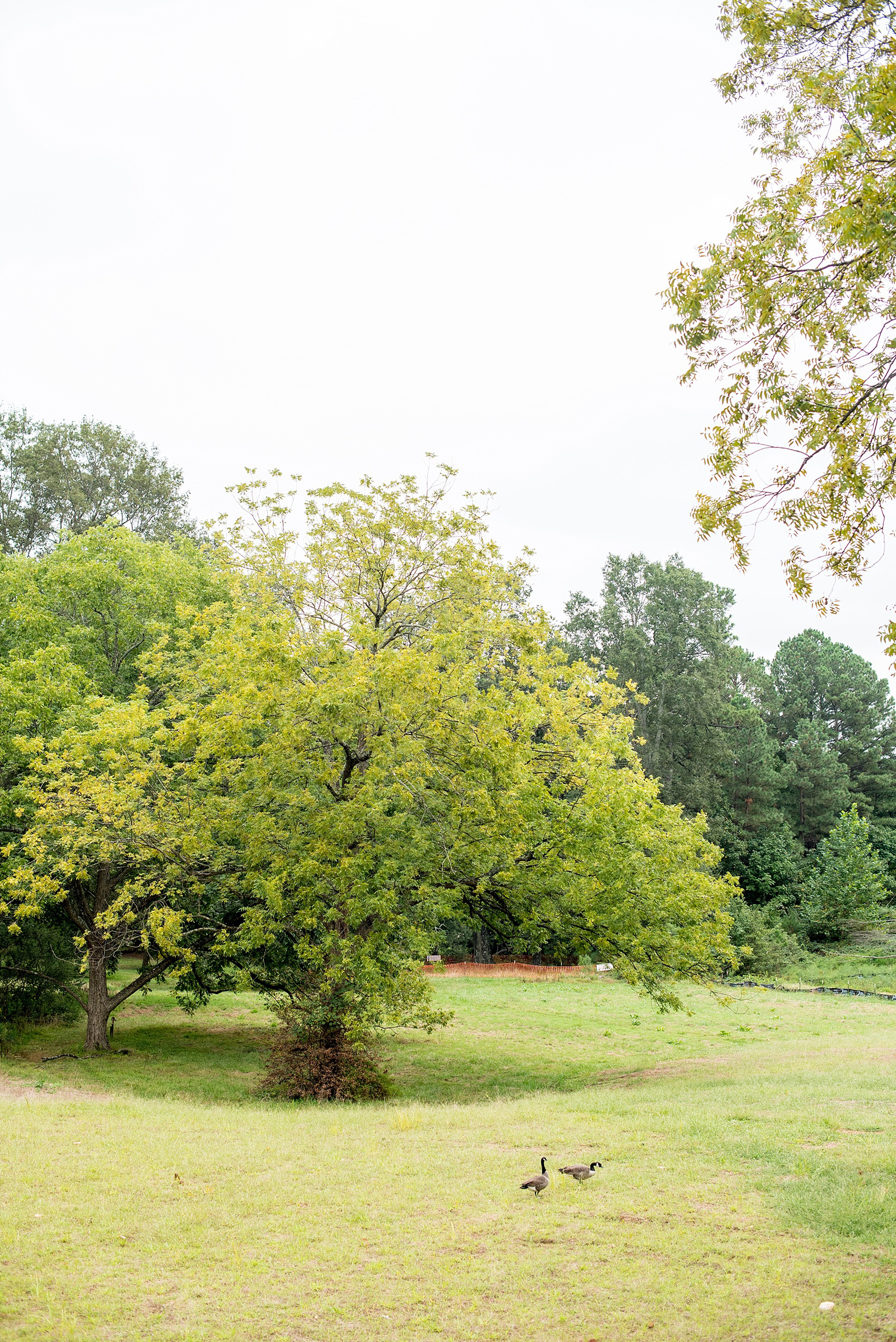 Mikkel Paige Photography, Raleigh wedding photographer, photos of The Mayton Inn hotel and venue in Cary, NC. Outdoor nature area adjacent to the ceremony area.