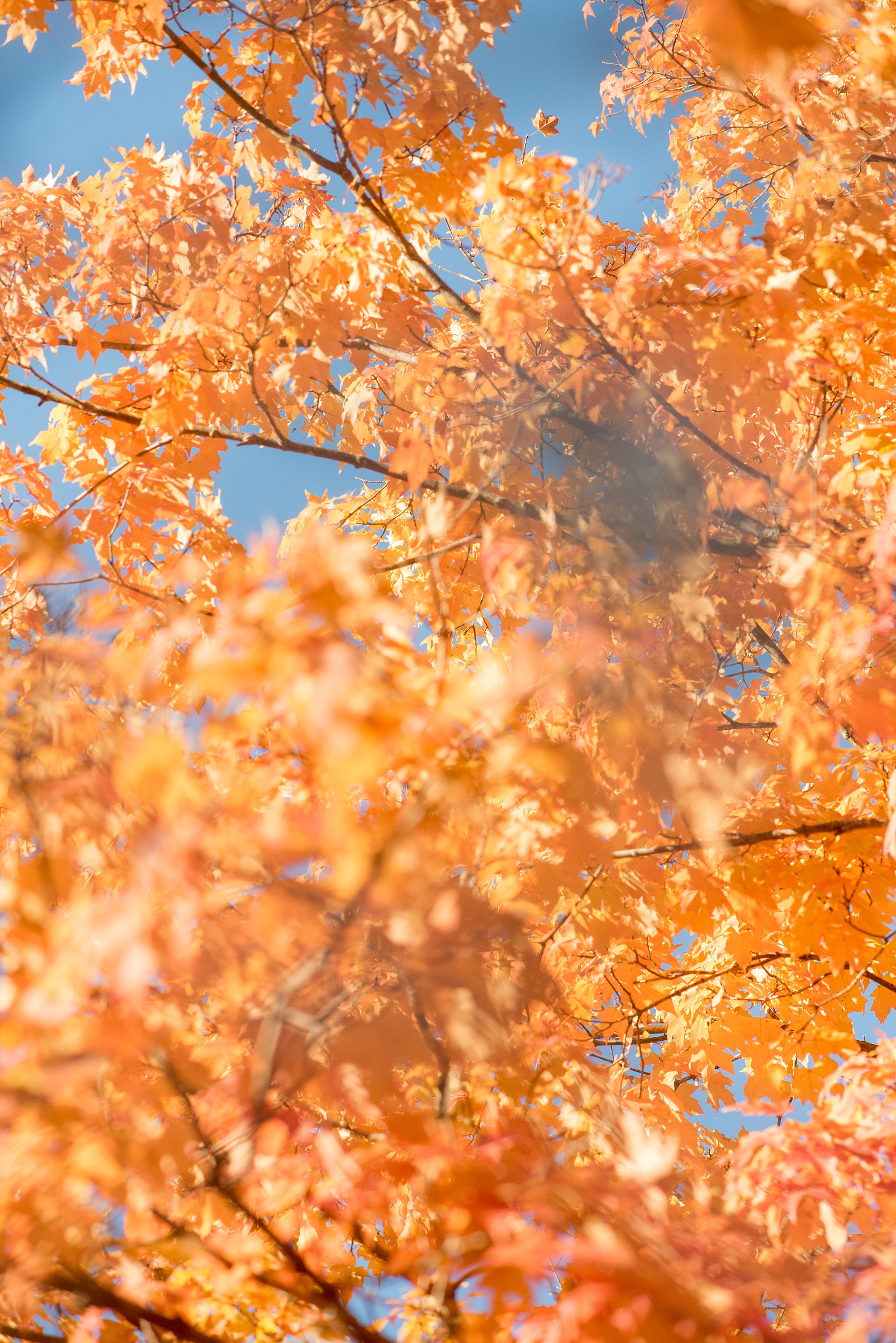 Mikkel Paige Photography photos of a downtown Durham engagement session with a fall leaves and cozy outfits.