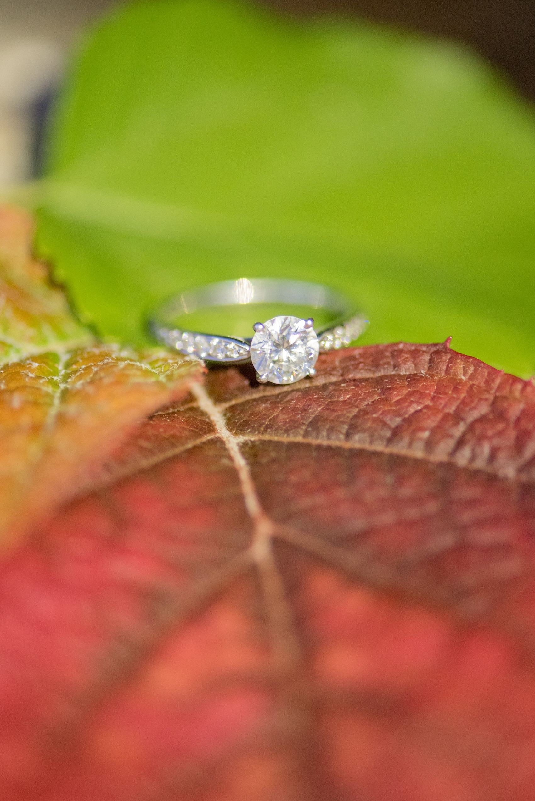 Mikkel Paige Photography photos of a Raleigh engagement session at Pullen Park. Detail image of the diamond engagement ring on fall leaves.