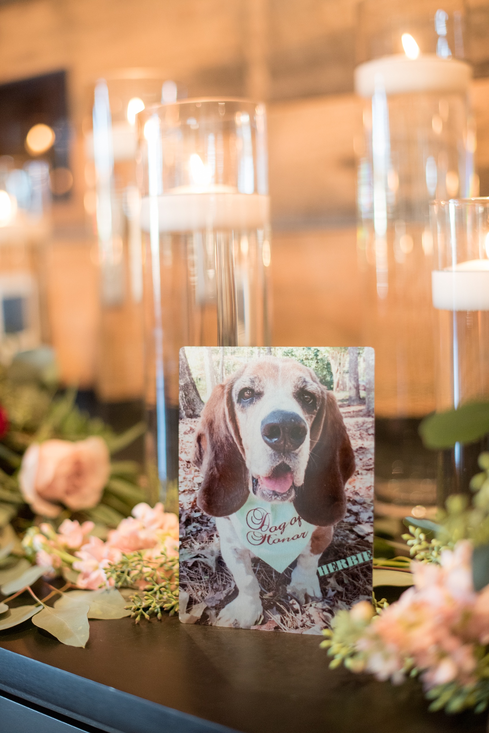 Mikkel Paige Photography photo of a wedding at The Rickhouse, NC. A picture of the bride's family Basset Hound dog with a "Dog of Honor" bandana.