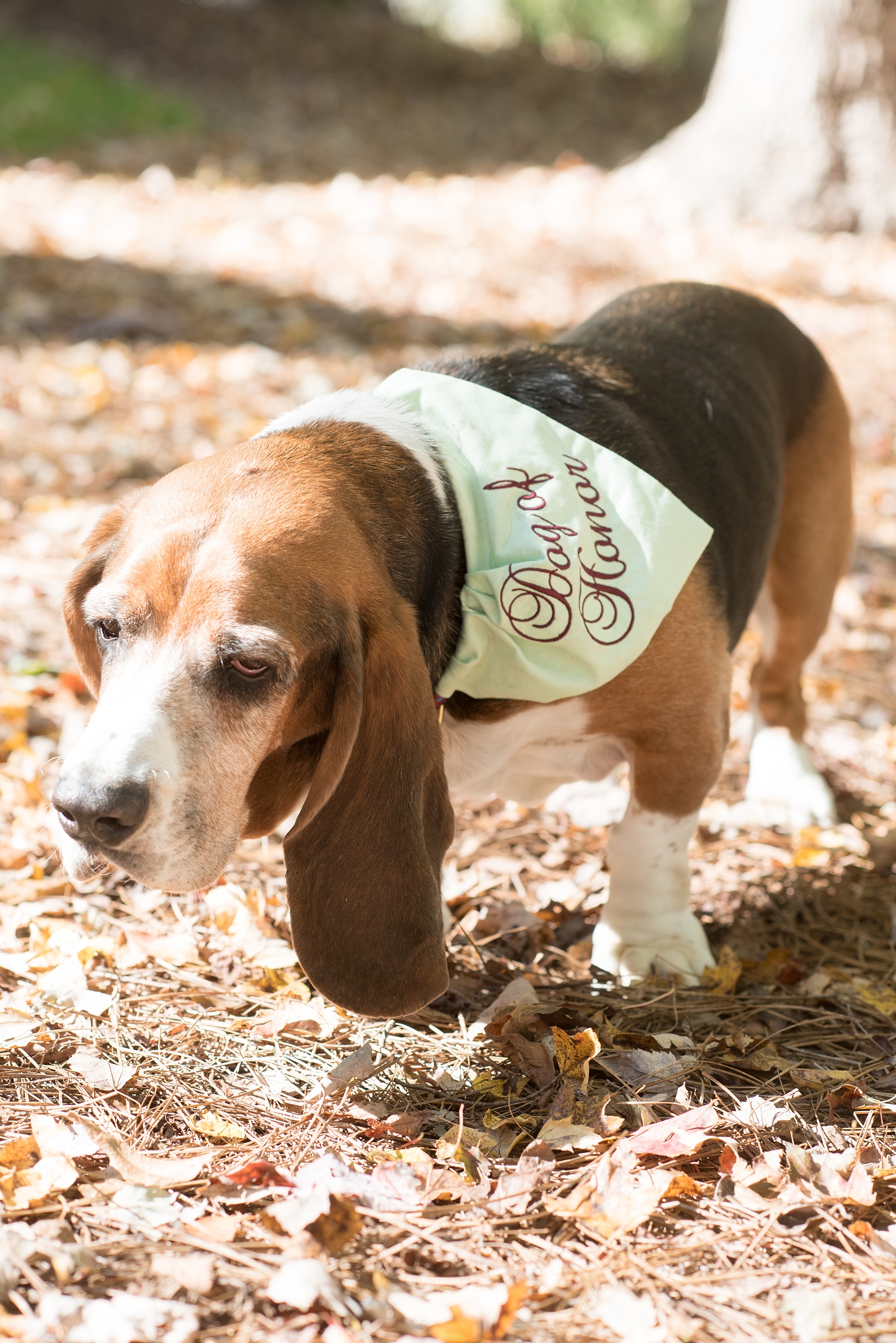 Mikkel Paige Photography photo of a wedding at The Rickhouse, NC. A picture of the bride's family Basset Hound dog with a "Dog of Honor" bandana.