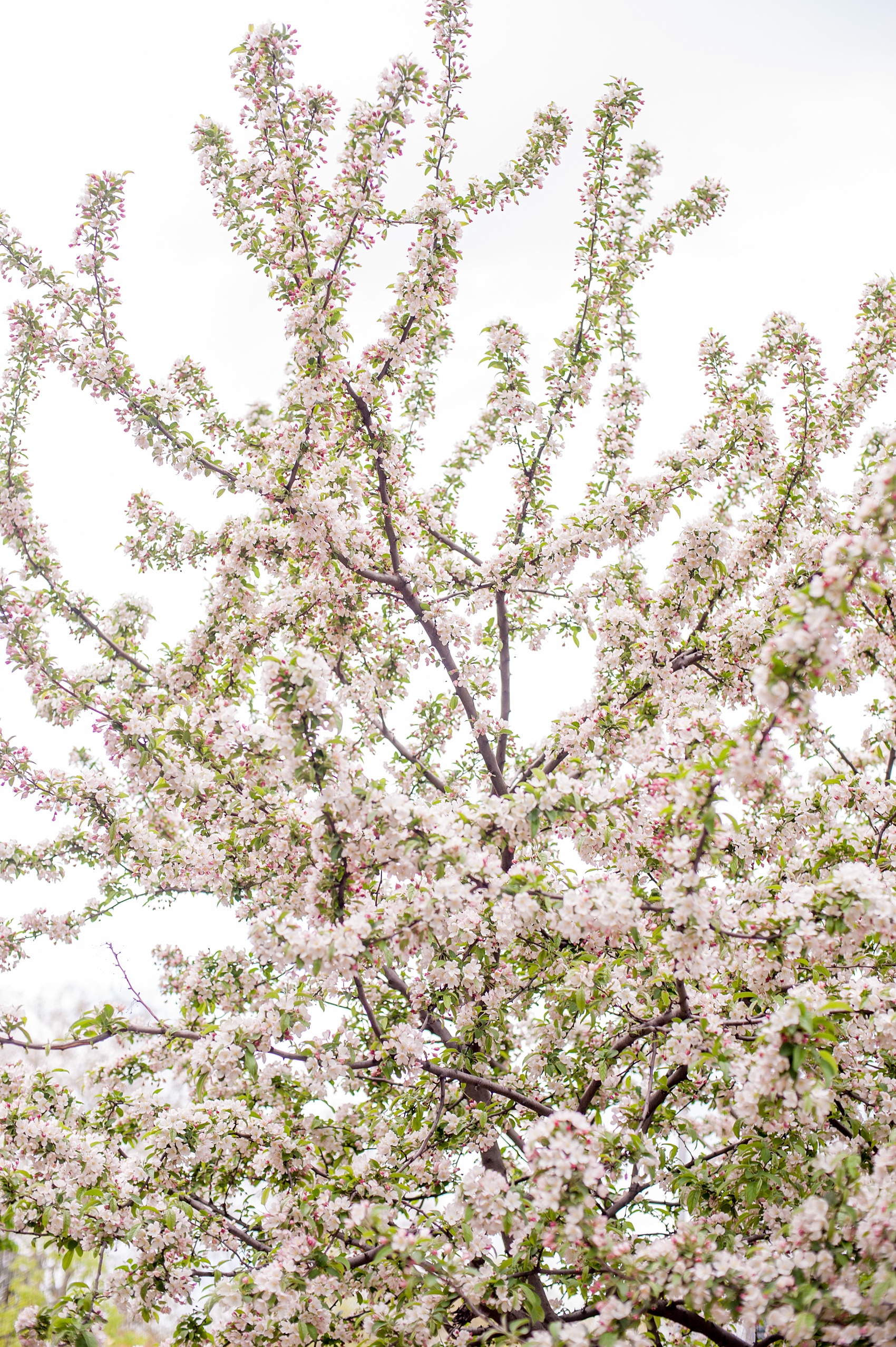 Mikkel Paige Photography Brooklyn Winery wedding photos. Picture of spring cherry blossoms.