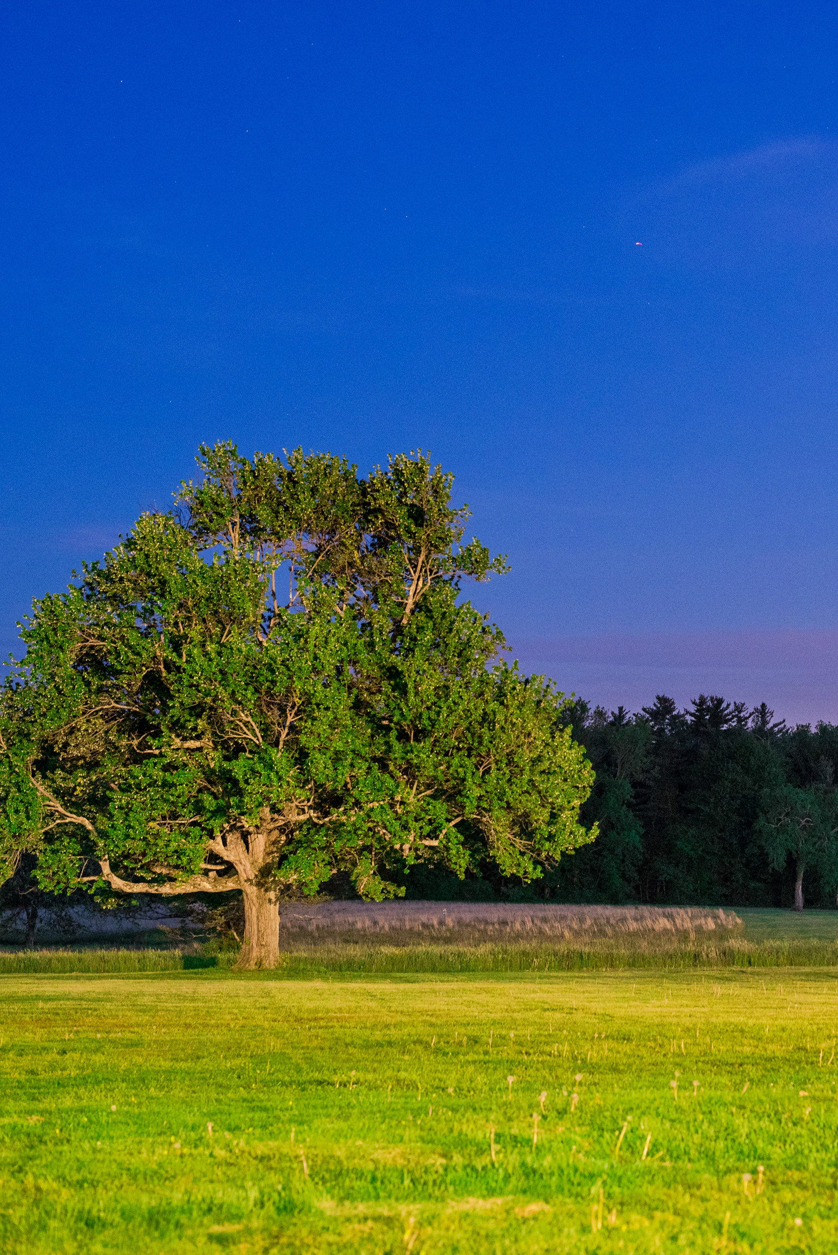 Waveny House wedding photos in Connecticut by Mikkel Paige Photography. Night picture of the tree in the park where the couple had their first date.