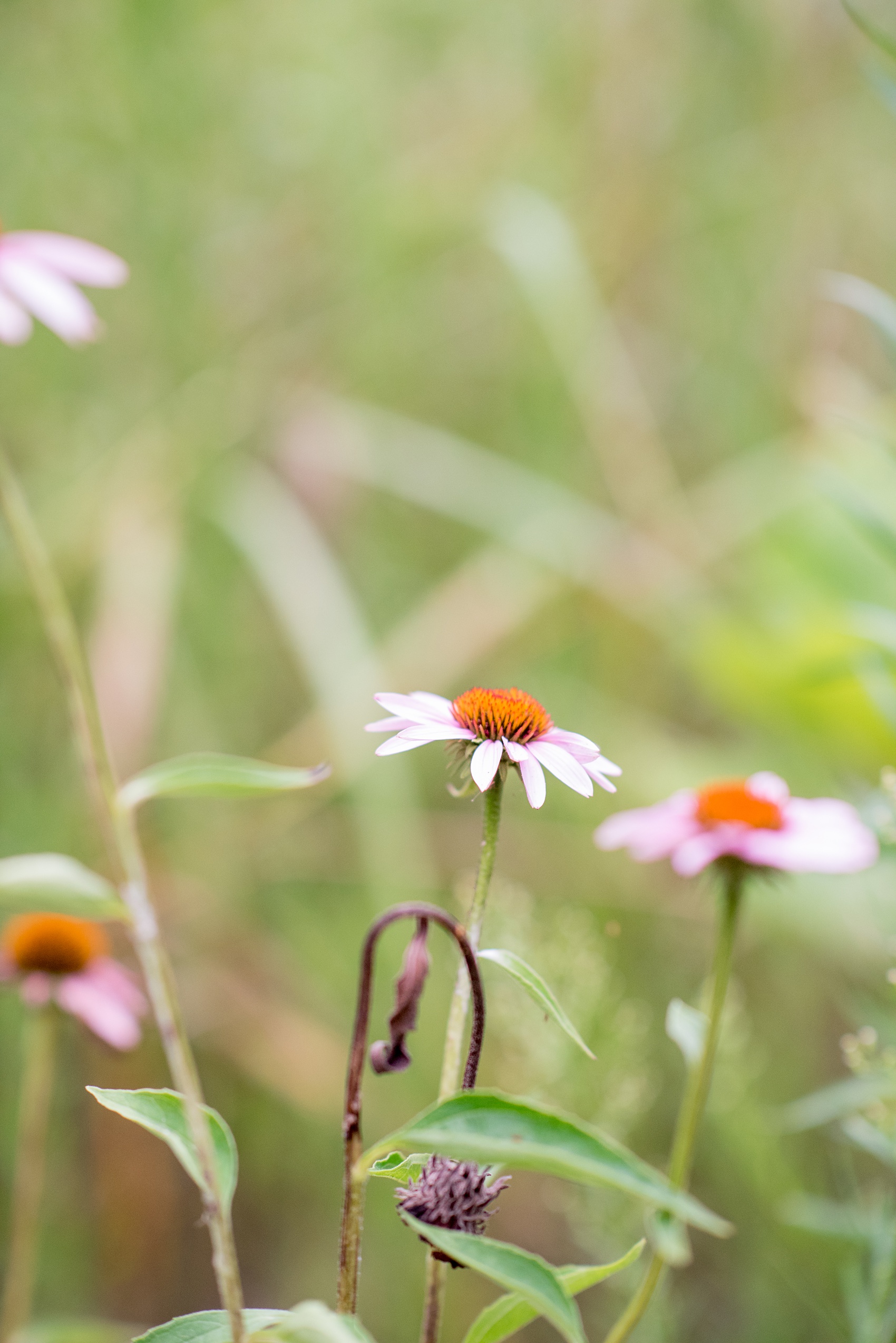 Mikkel Paige Photography photos of an engagement session at Eno Riverwalk in Hillsborough, North Carolina. Picture of purple wildflowers.