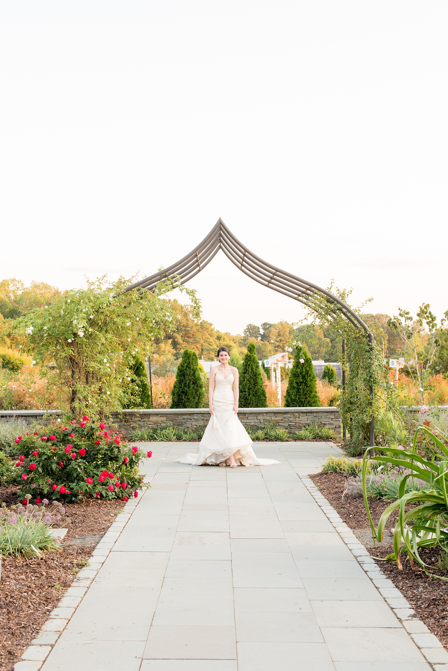 Mikkel Paige Photography photos from a bridal session at Raleigh's JC Raulston Arboretum on North Carolina's NC State campus. Picture of the bride walking through the rose garden in her strapless off-white lace gown.