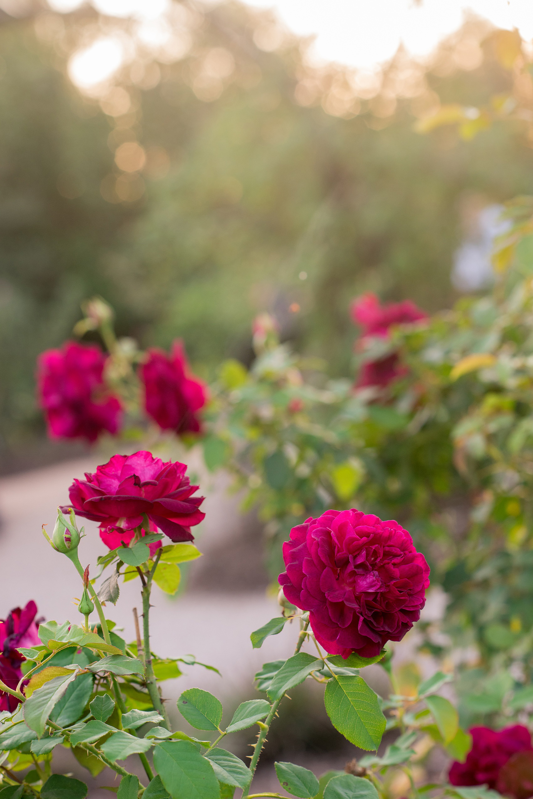 Mikkel Paige Photography photos from a bridal session at Raleigh's JC Raulston Arboretum on North Carolina's NC State campus. Picture of the dark fuchsia roses in the garden.