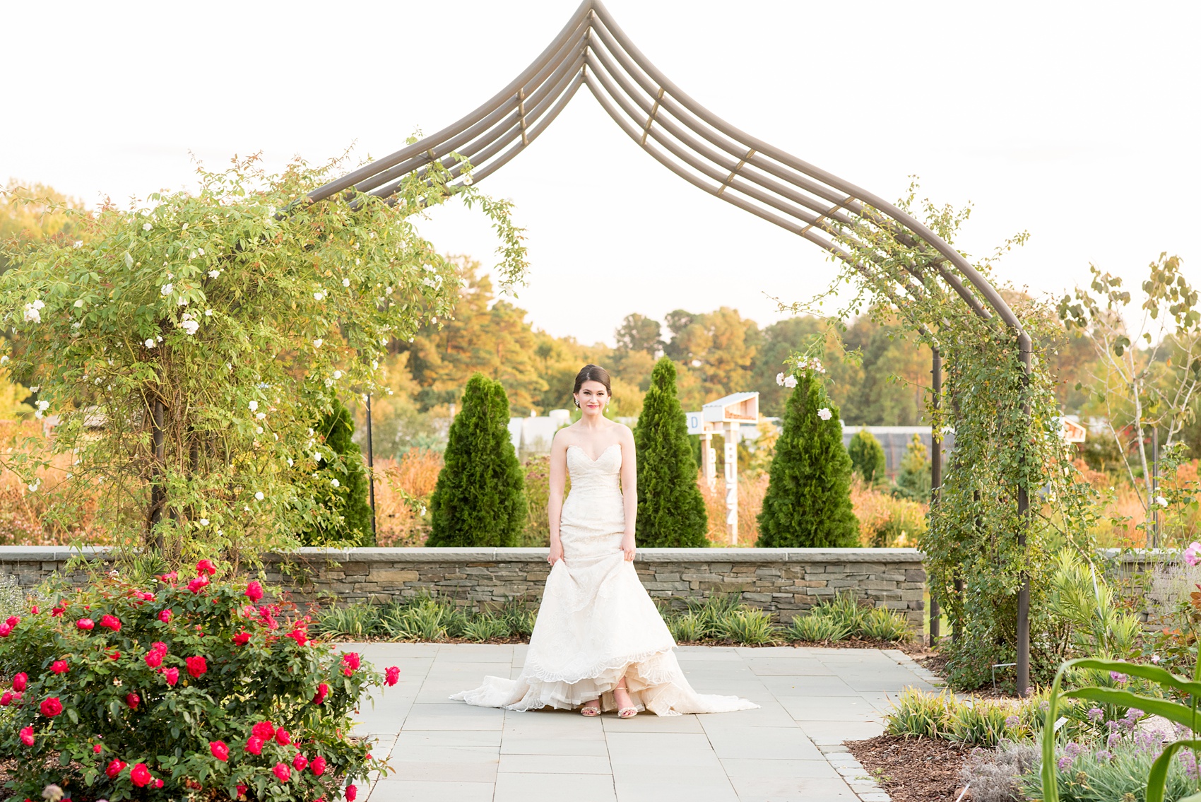 Mikkel Paige Photography photos from a bridal session at Raleigh's JC Raulston Arboretum on North Carolina's NC State campus. Picture of the bride walking through the rose garden in her strapless off-white lace gown.