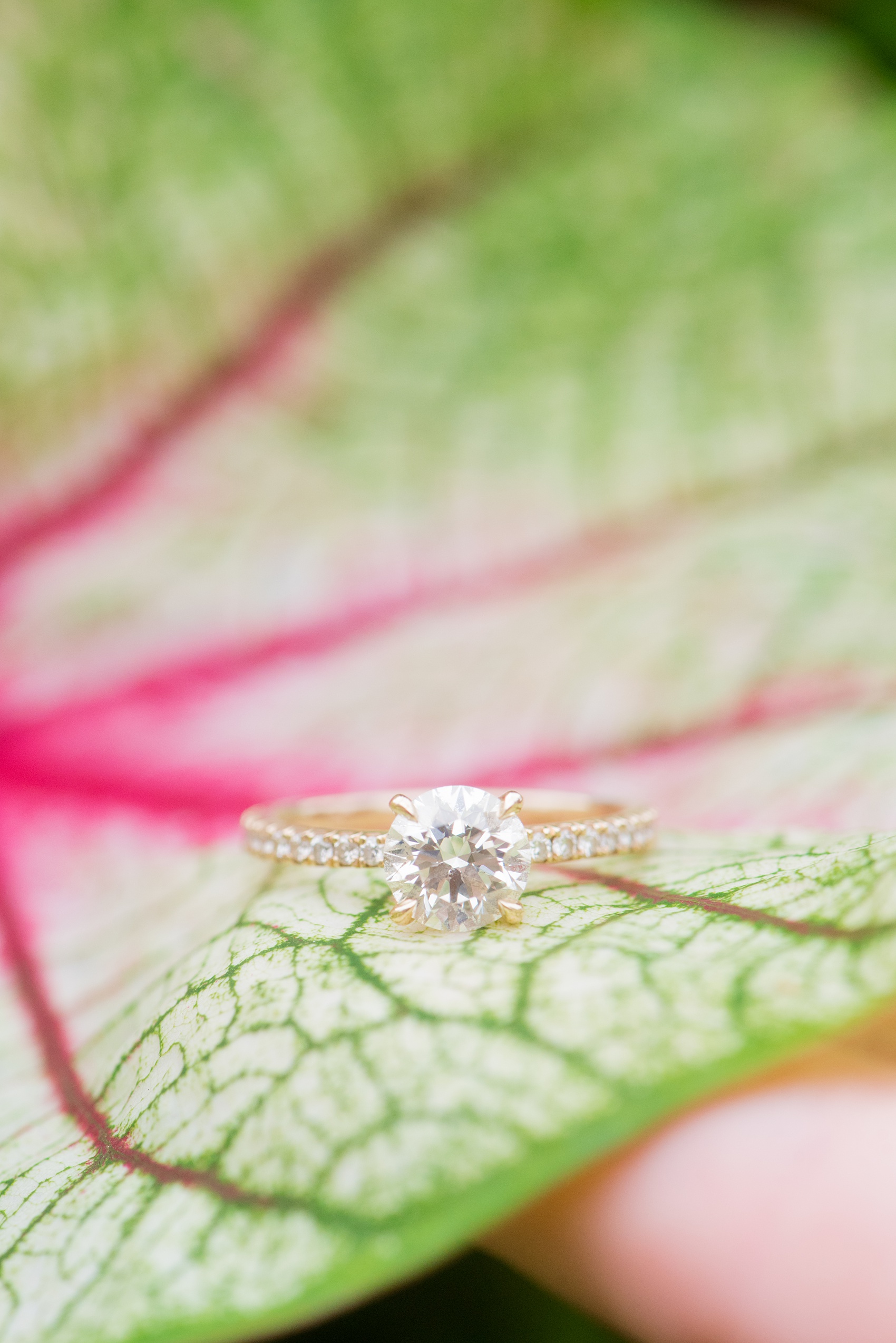 Mikkel Paige Photography photos from an engagement session at Durham's American Tobacco Campus in North Carolina. Detail picture of the bride's diamond ring on a colorful leaf.