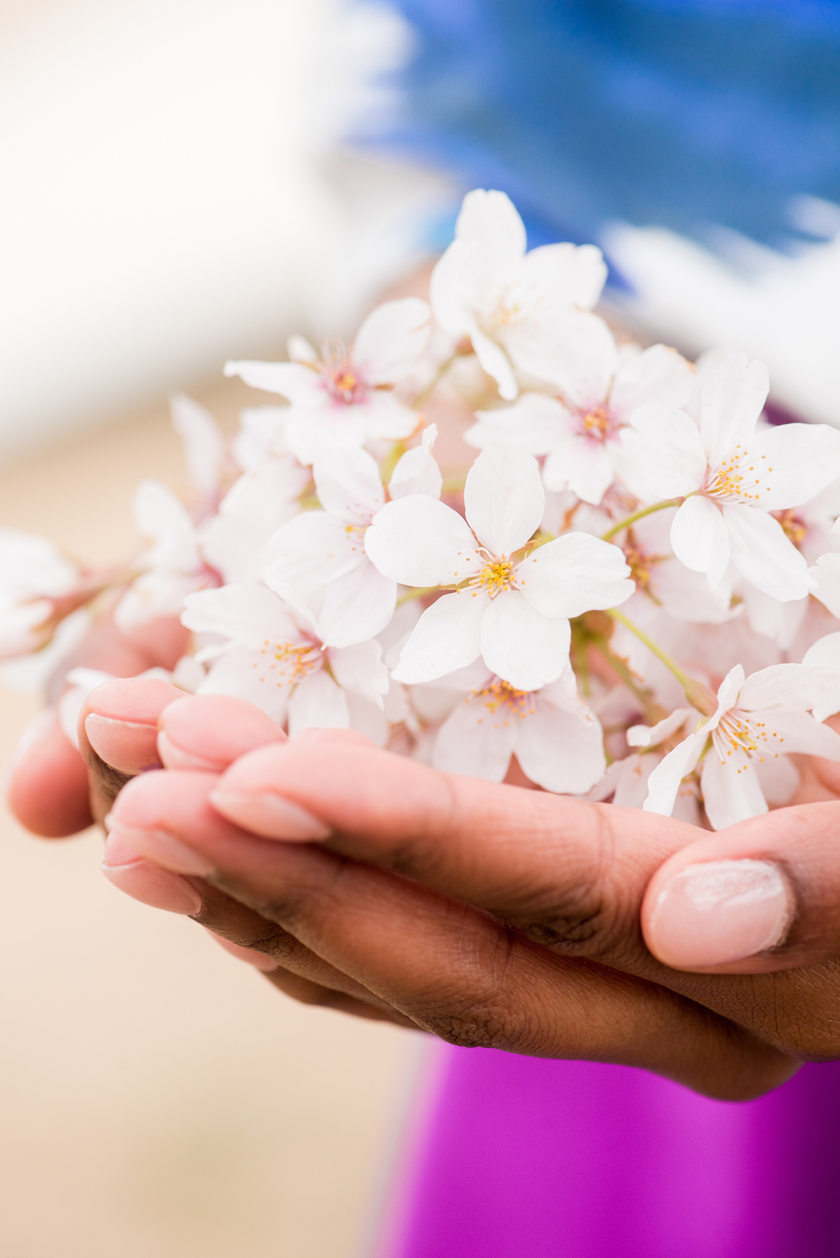 DC Cherry Blossoms Engagement Photos by Mikkel Paige Photography. Spring flowers around the MLK memorial and Tidal Basin at the nation's Capitol with the bride holding a handful of sakura flowers. 