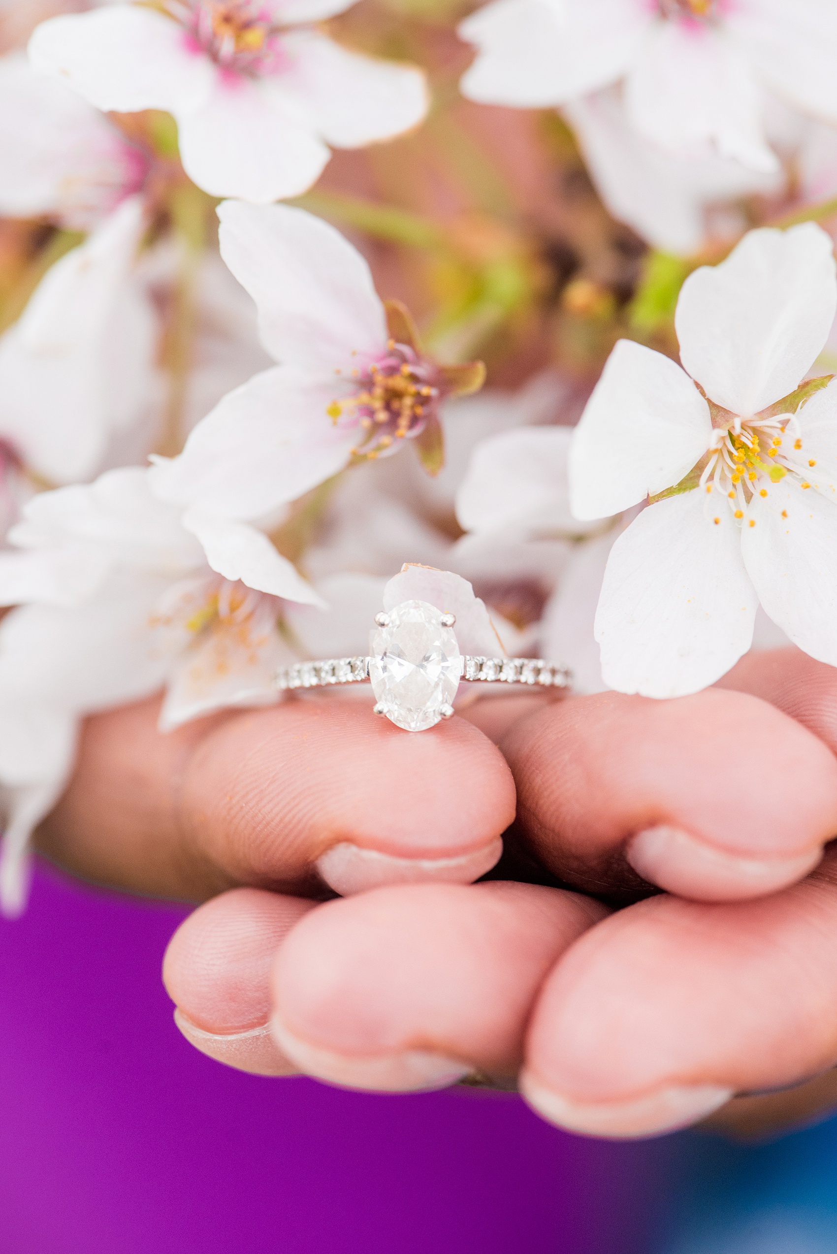 DC Cherry Blossoms Engagement Photos by Mikkel Paige Photography. Spring flowers around the MLK memorial and Tidal Basin at the nation's Capitol with the bride holding a handful of sakura flowers and her oval diamond engagement ring. #DCCherryBlossoms #CherryBlossoms #EngagementPhotos #SpringEngagementPhotos #CherryBlossomsEngagementPhotos