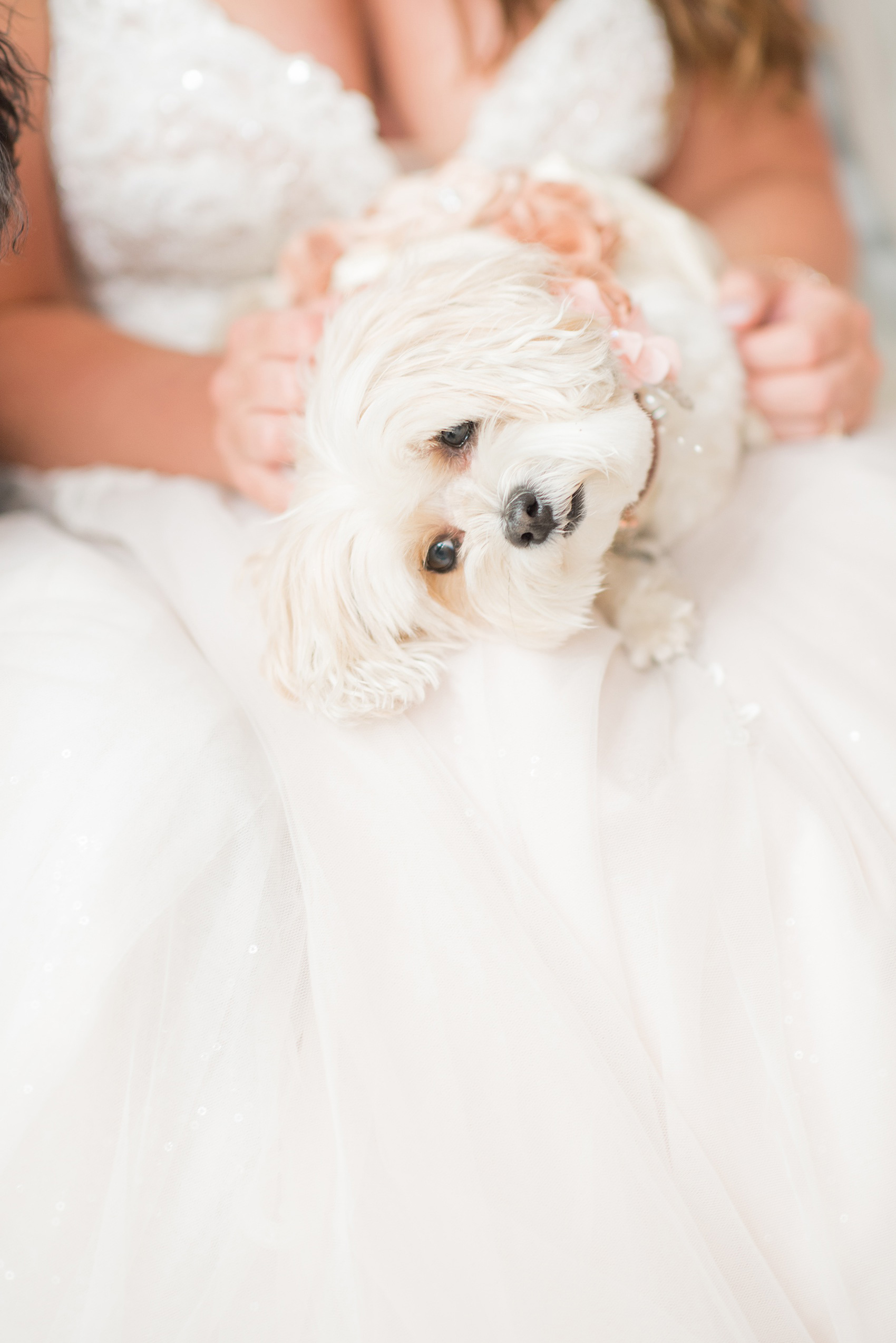 The Rickhouse wedding photos by Mikkel Paige photography in Durham, North Carolina. This urban venue has all the charm of the south for this bride and groom's spring wedding! The bride and groom's dog joining them for photos. Click to see more from their day! #mikkelpaige #northcarolina #southernwedding #TheRickhouseDurham #rosegoldandpink #weddingdog