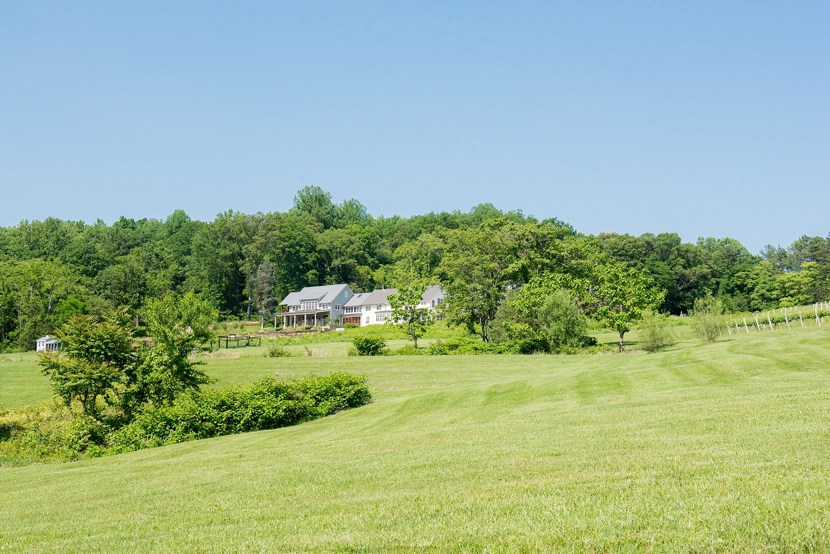 Pippin Hill wedding photos by Mikkel Paige Photography in Charlottesville, Virginia. This chic venue is on a vineyard and has beautiful views of the Blue Ridge Mountains. #VirginiaWeddingVenues #PippinHill #VineyardWedding #CharlottesvilleVA #RatherbeinCville