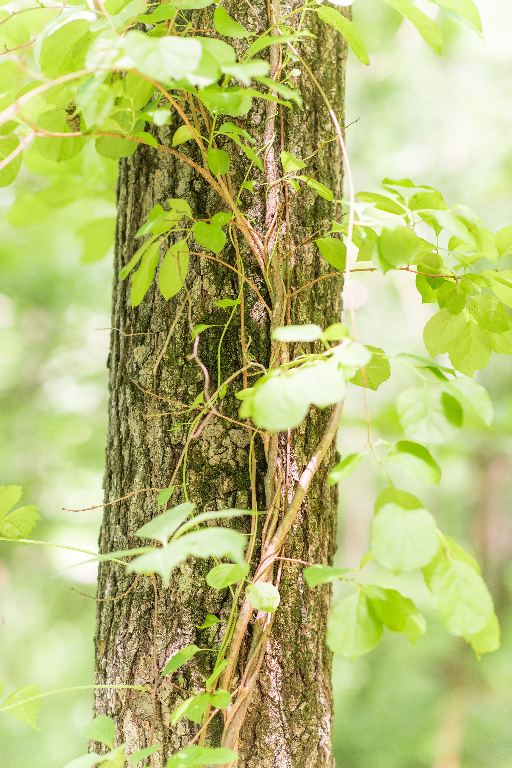 Maryland summer engagement photos by Mikkel Paige Photography. This couple wore semi-formal outfits with the bride in a beautiful, sexy back fuchsia pink gown and the groom in a blue button down and grey pants. Their elegant outdoor park pictures were perfect for the season! Click through to see more from their romantic pictures in the woods! #mikkelpaige #summerengagementphotos #marylandengagementphotos #marylandweddingphotographer #parkengagementsession #engagementphotooutfitideas #engagementphotos #savethedatephotos 