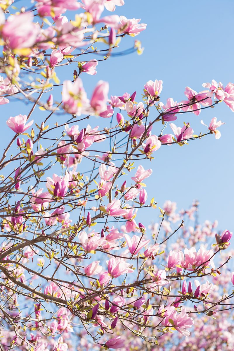 Beautiful pictures of an engagement session at the North Carolina Museum of Art, NCMA by Raleigh North Carolina wedding photographer, Mikkel Paige Photography. They brought their Golden Doodle dog for extra fun and we captured the Cherry Blossoms during a spring photoshoot. | Raleigh Engagement Photographer | #mikkelpaige #RaleighEngagementPhotographer #RaleighEngagementPhotographs