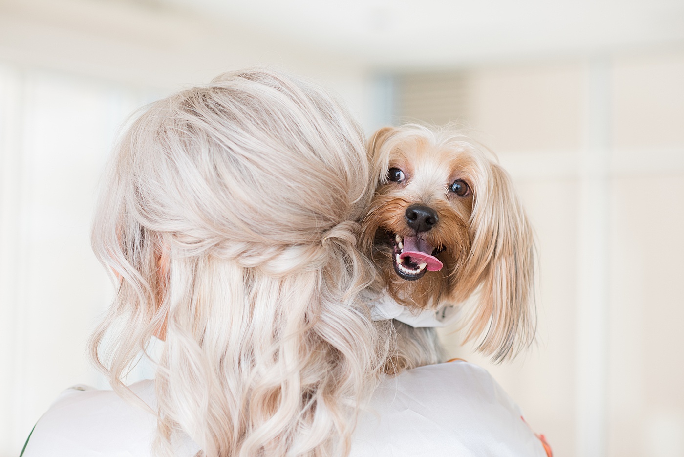 A beautiful spring wedding in Raleigh, North Carolina, at the event venue, The Stockroom at 230 and The Glass Box. Pictures of the bride getting ready with her yorkie dog by their photographer, Mikkel Paige Photography. Their hot pink and aqua colors were perfect for May as the bridesmaids celebrated with a champagne toast in floral robes. #MikkelPaige #DowntownRaleigh #RaleighWedding #RaleighVenue #TheStockroomat230 #bridesmaidsrobes #weddinggettingready