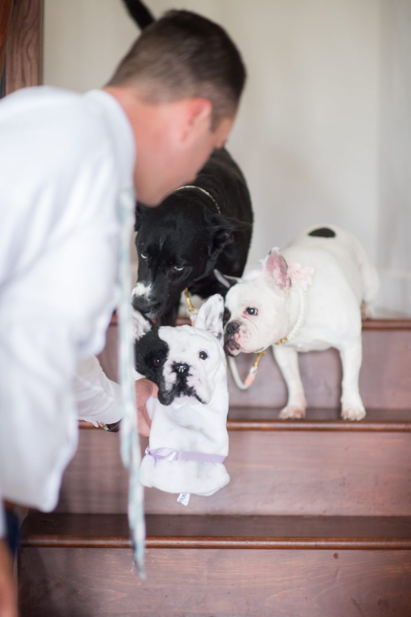 Pictures of the groom getting ready and opening his unique golf-cover gift, customized to look like the bride and groom's dog, on their their wedding day. Their Saratoga Springs destination wedding photos in upstate New York are by Mikkel Paige Photography, NY wedding photographer. #mikkelpaige #saratogaspringswedding #destinationwedding #groomgift #golfcover
