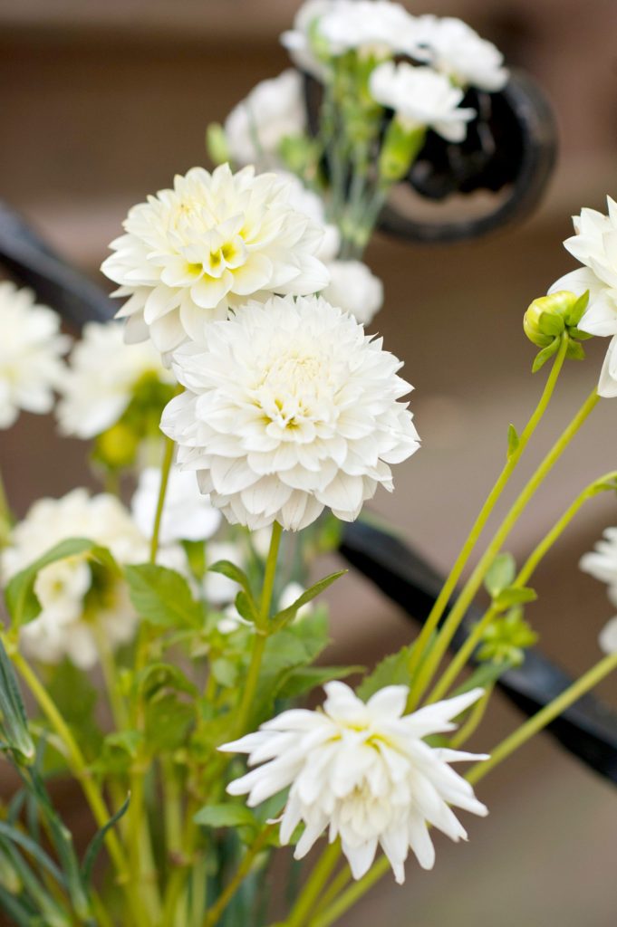 Autumn dahlia flowers during a small Brooklyn wedding elopement in NYC during Fall. Photos by Mikkel Paige Photography with a ceremony held at Fort Greene Park.