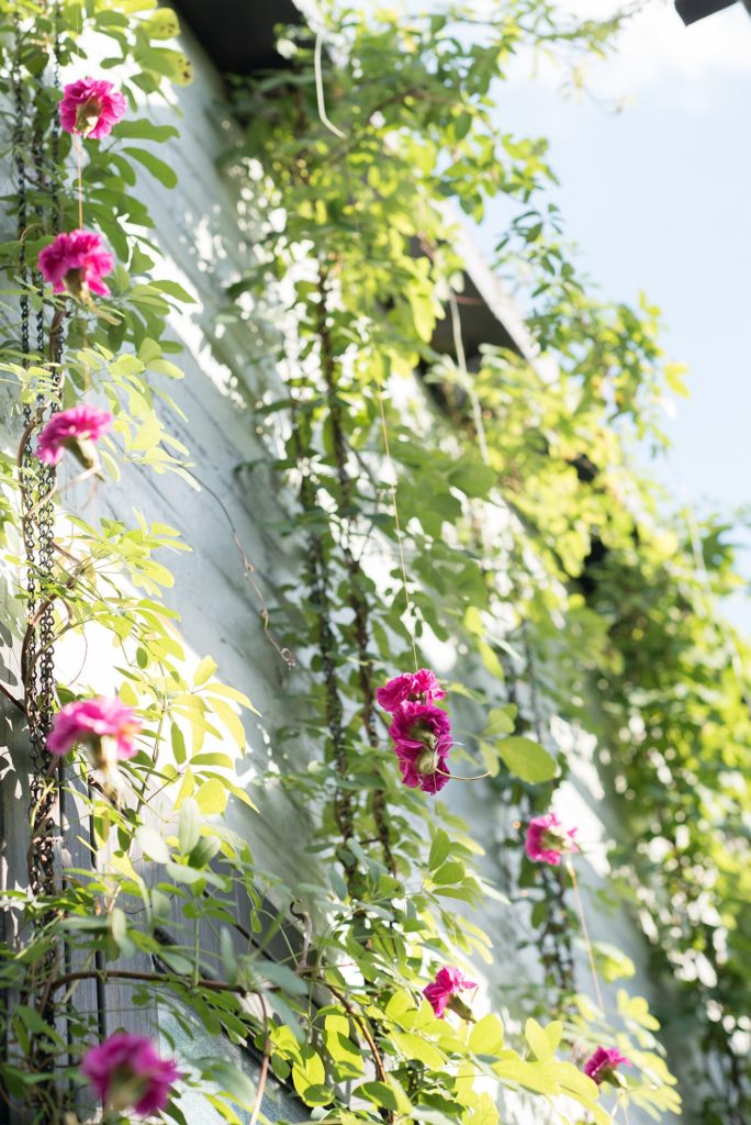 A 501 Union wedding with photos by Mikkel Paige Photography of the ceremony greenery backdrop with pink flowers and ivy by August Sage and Violet in Brooklyn, NY.
