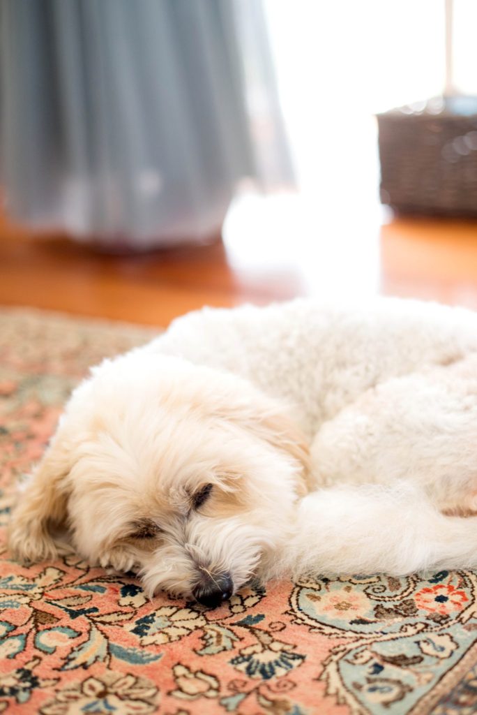 Southwood Estate was the setting for a Hudson Valley Weddings. Photo by Mikkel Paige Photography of the family dog.